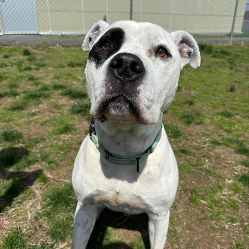 Monte, Adoptable, Senior Male Pit Bull Terrier.