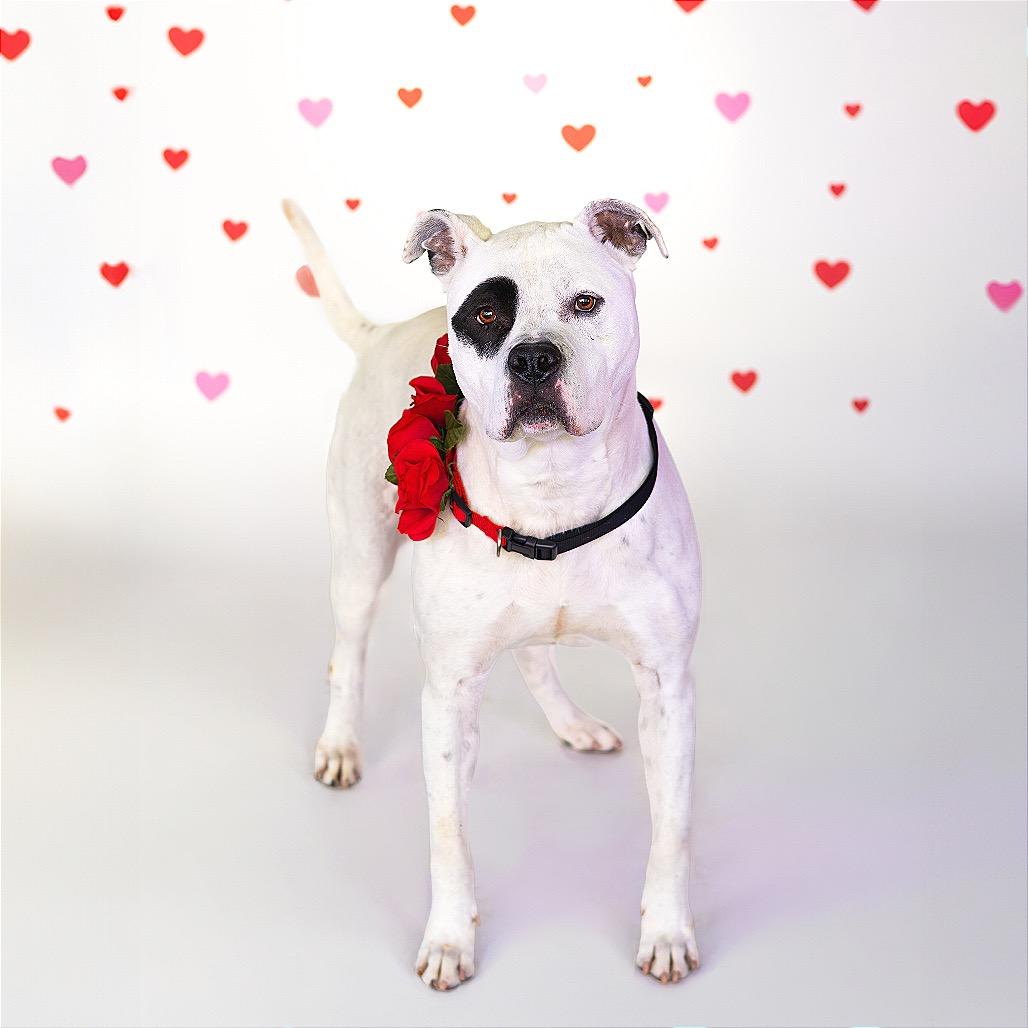 Enlarge Monte, a Adoptable mixed breed in Wilmington, DE image 3/6