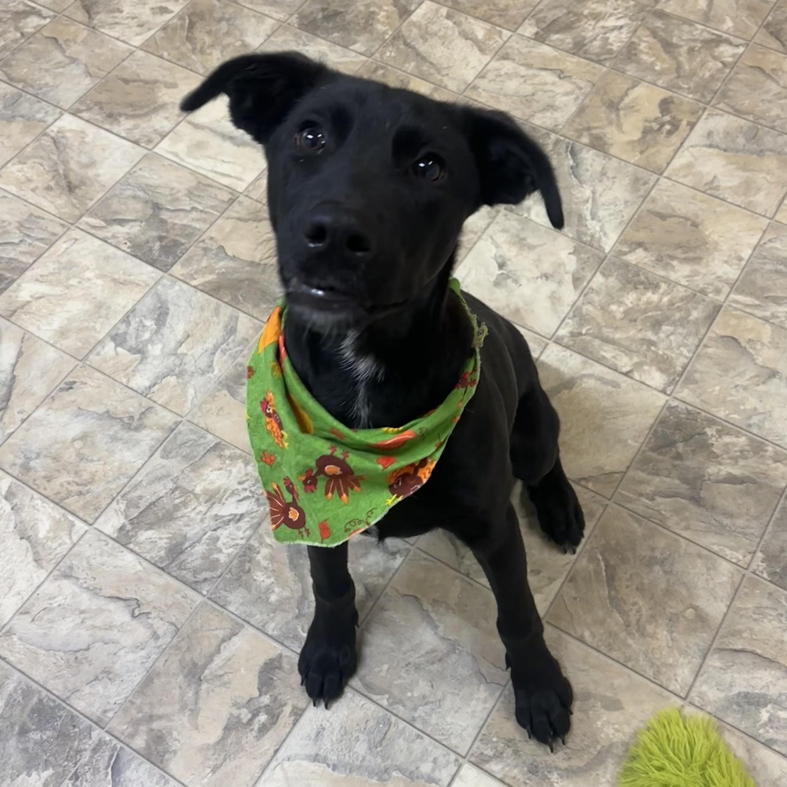 Jackson, Adoptable, Young Male Black Labrador Retriever.