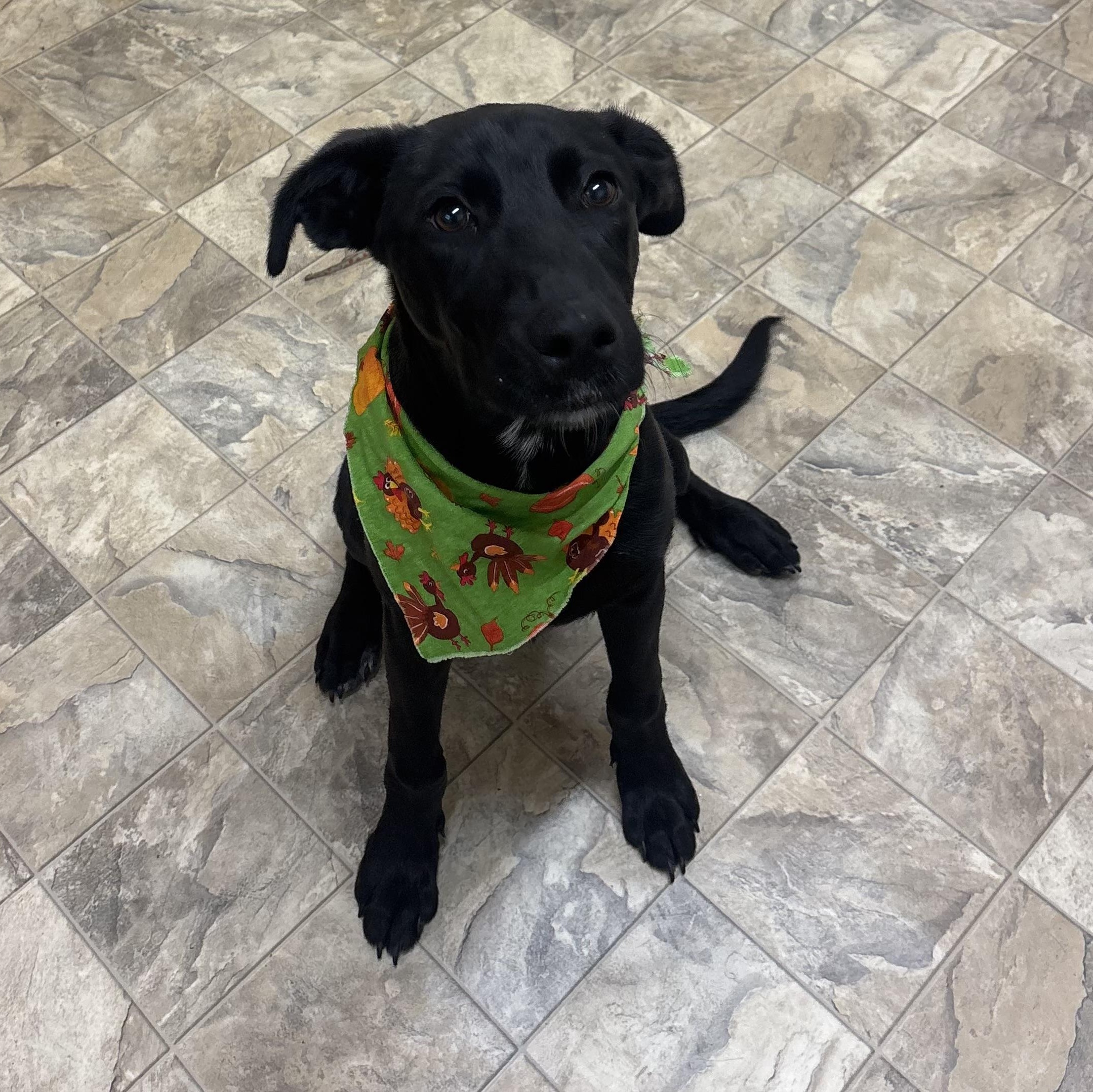Enlarge Jackson, a Adoptable mixed breed in Pilot Point, TX image 2/3