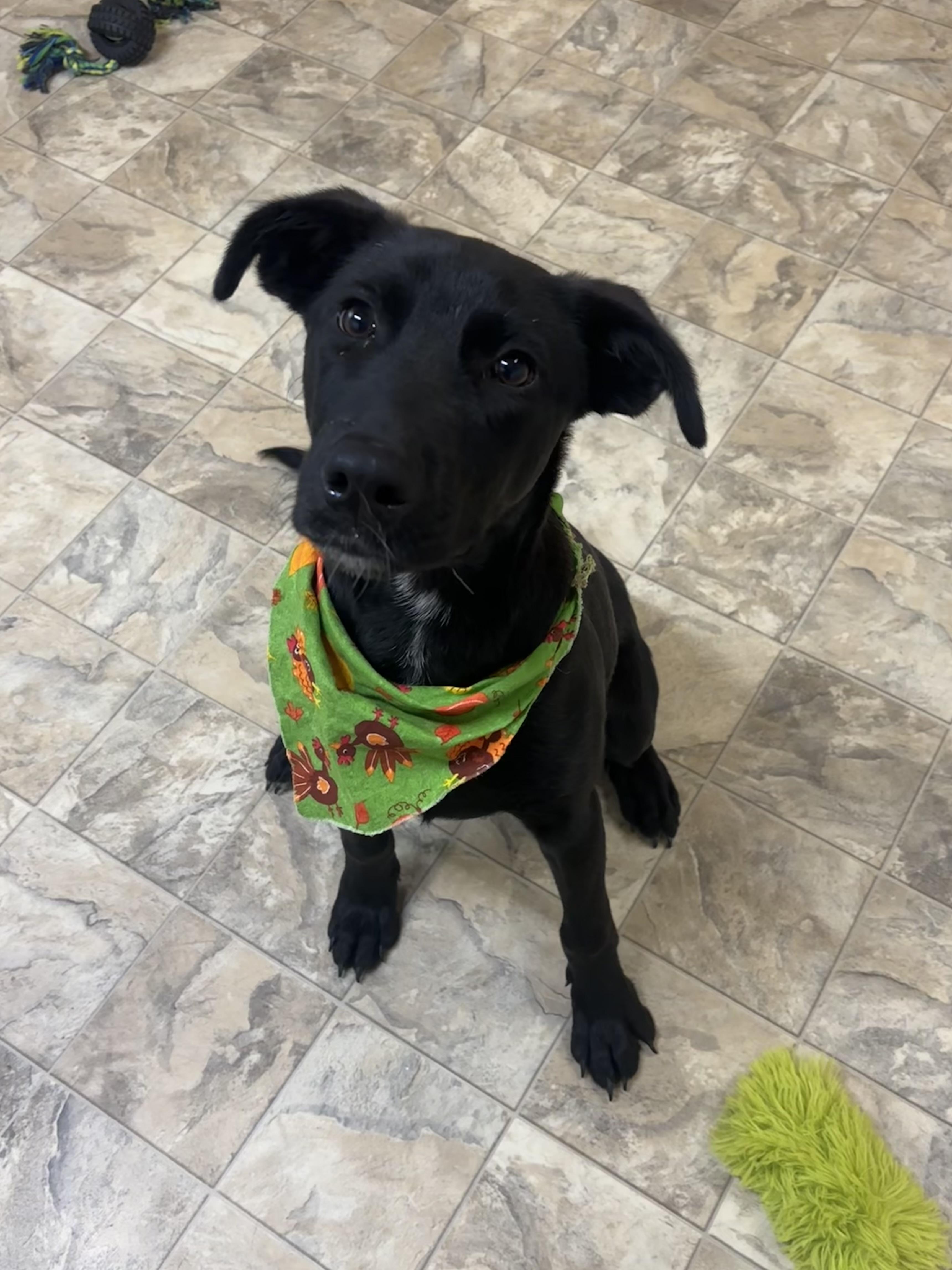 Enlarge Jackson, a Adoptable mixed breed in Pilot Point, TX image 3/3
