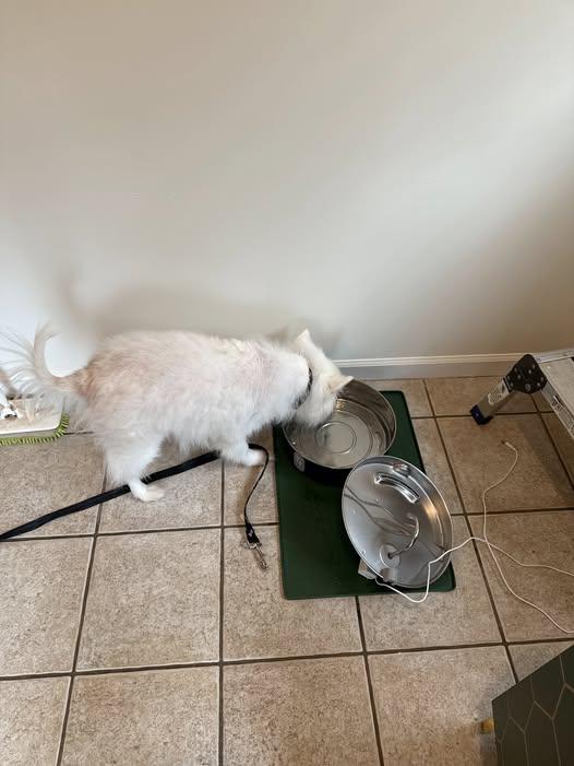 Auggie of FL (aka Alfredo), Adoptable, Adult Male American Eskimo Dog.