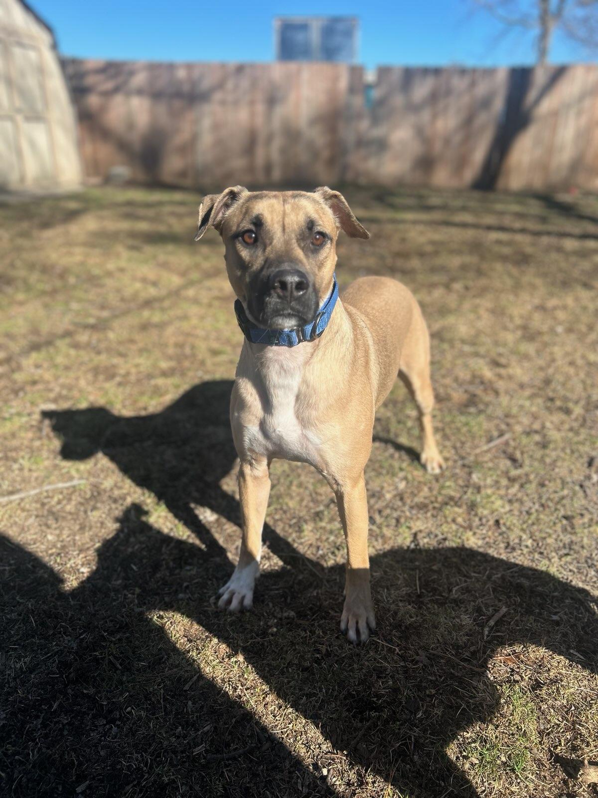 Enlarge Graham, a Adoptable mixed breed in Allen Park, MI image 2/5