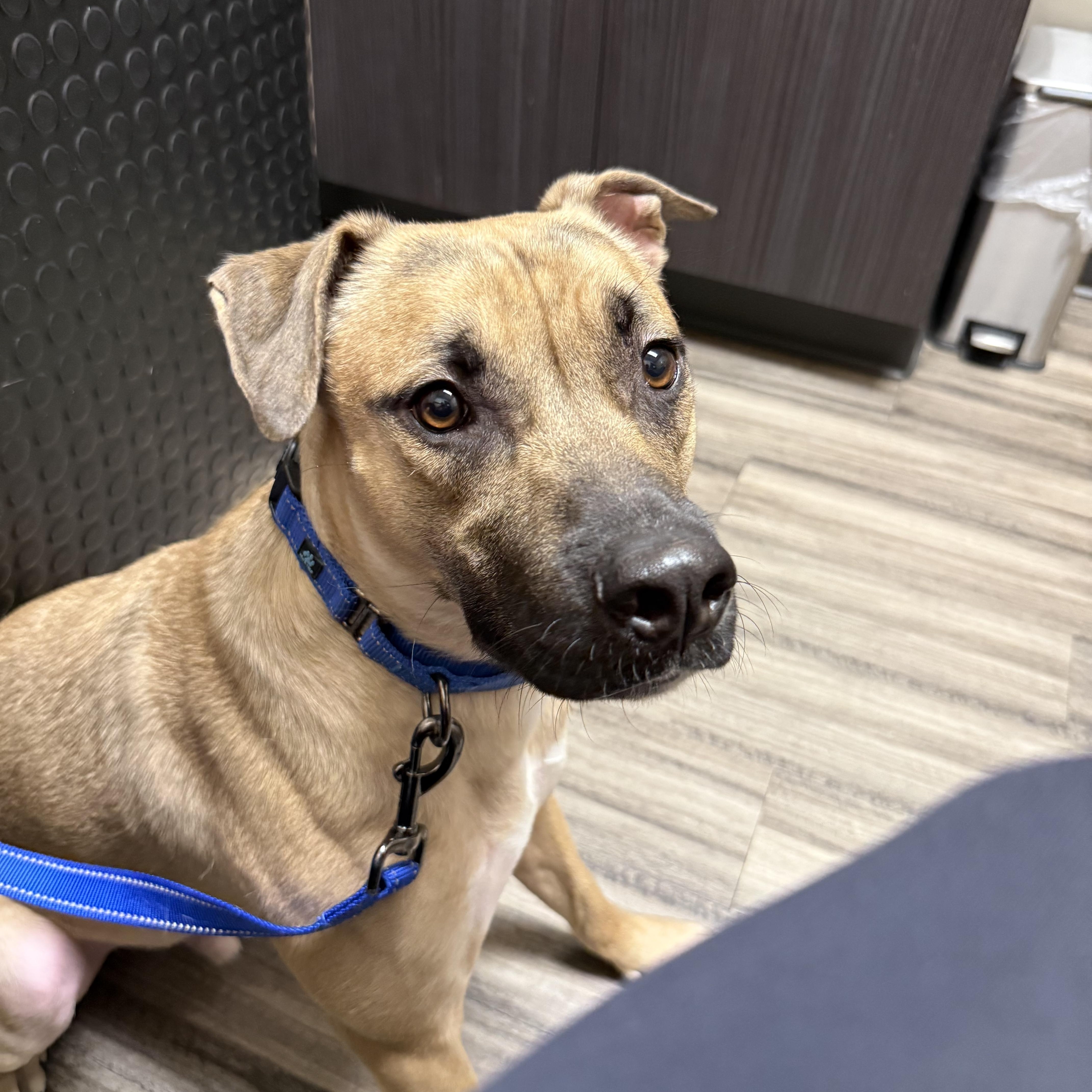 Enlarge Graham, a Adoptable mixed breed in Allen Park, MI image 3/5