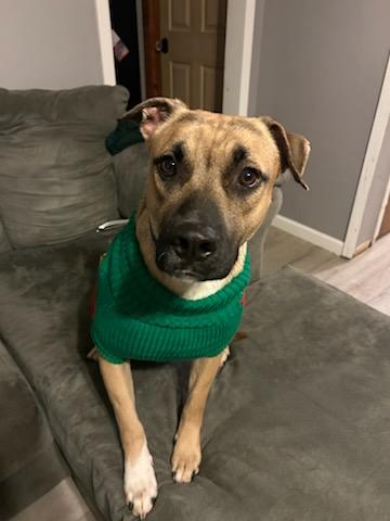 Enlarge Graham, a Adoptable mixed breed in Allen Park, MI image 4/5