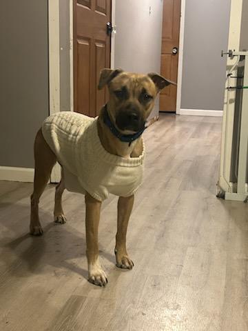 Enlarge Graham, a Adoptable mixed breed in Allen Park, MI image 5/5