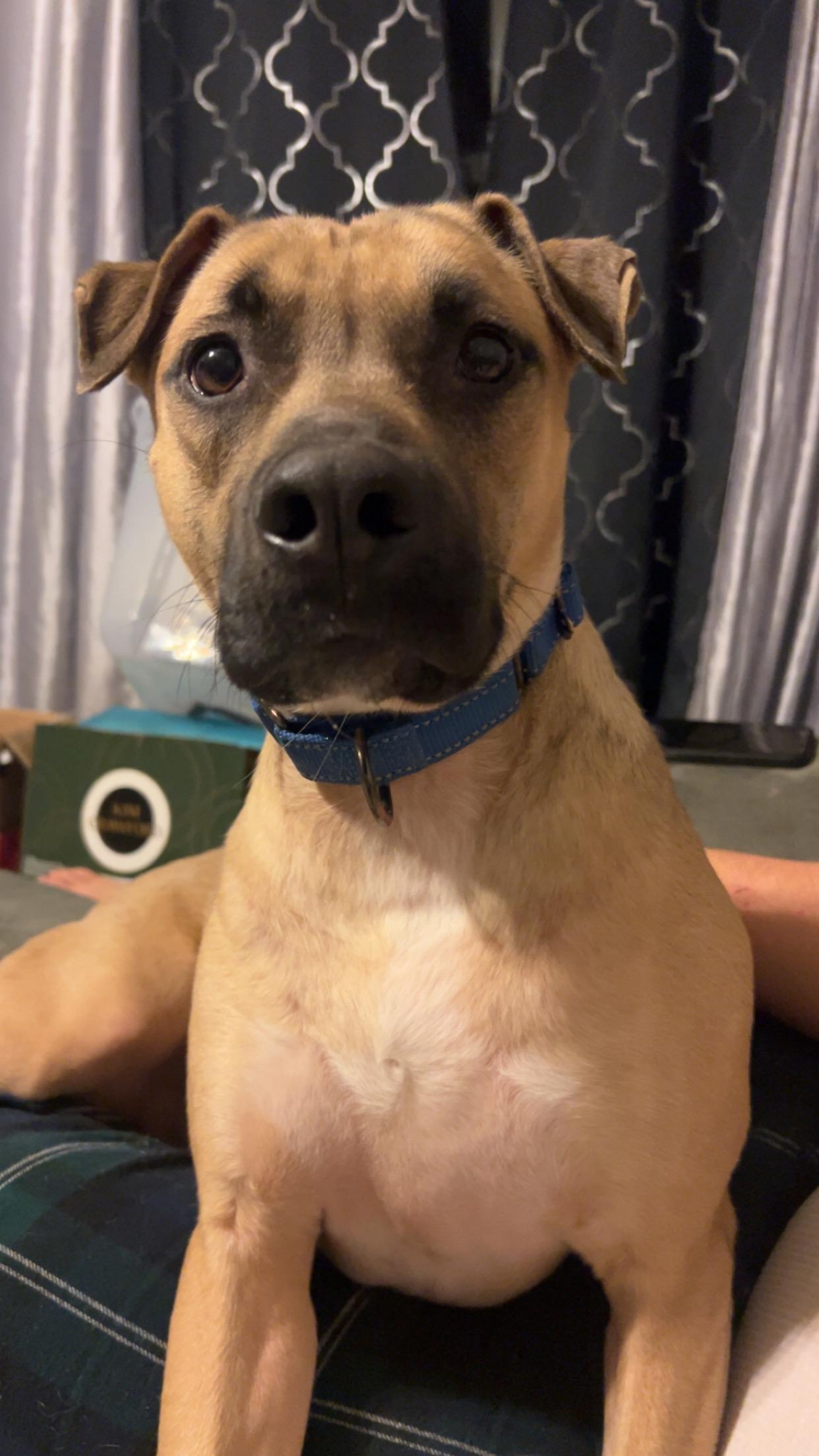 Graham, Adoptable, Young Male German Shepherd Dog & Pit Bull Terrier.