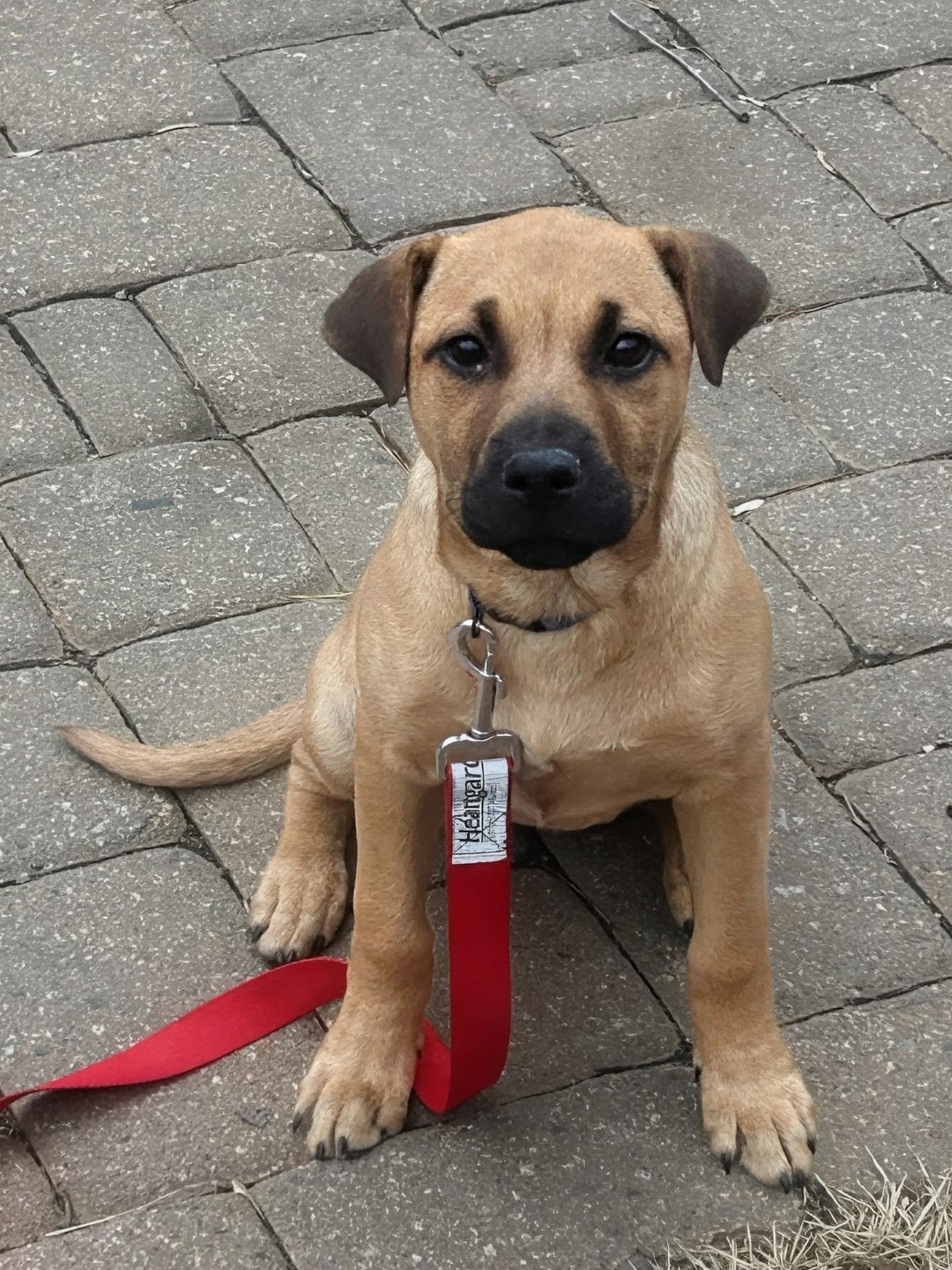 Enlarge Daisy, a ADOPTABLE mixed breed in Concord, NC image 6/6