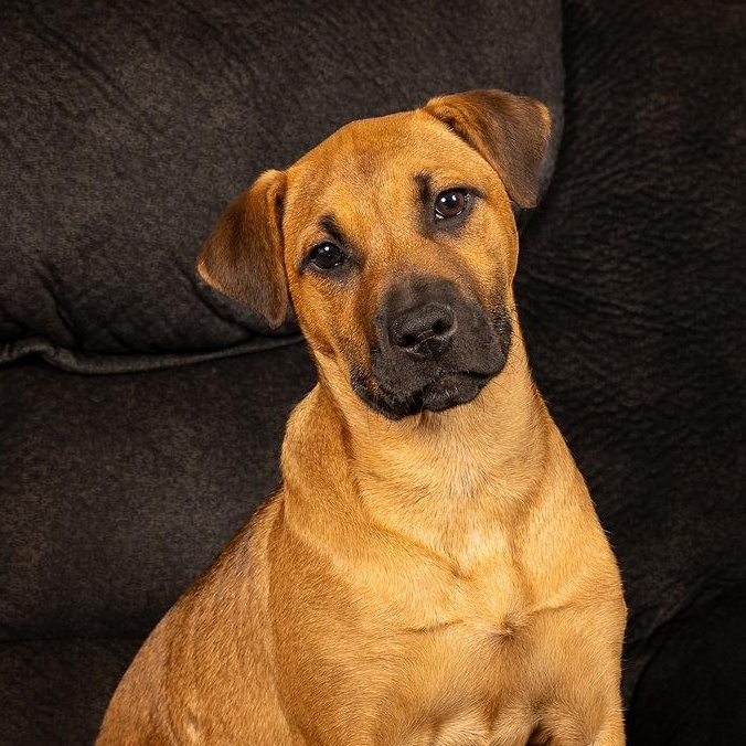 Enlarge Daisy, a ADOPTABLE mixed breed in Concord, NC image 2/6