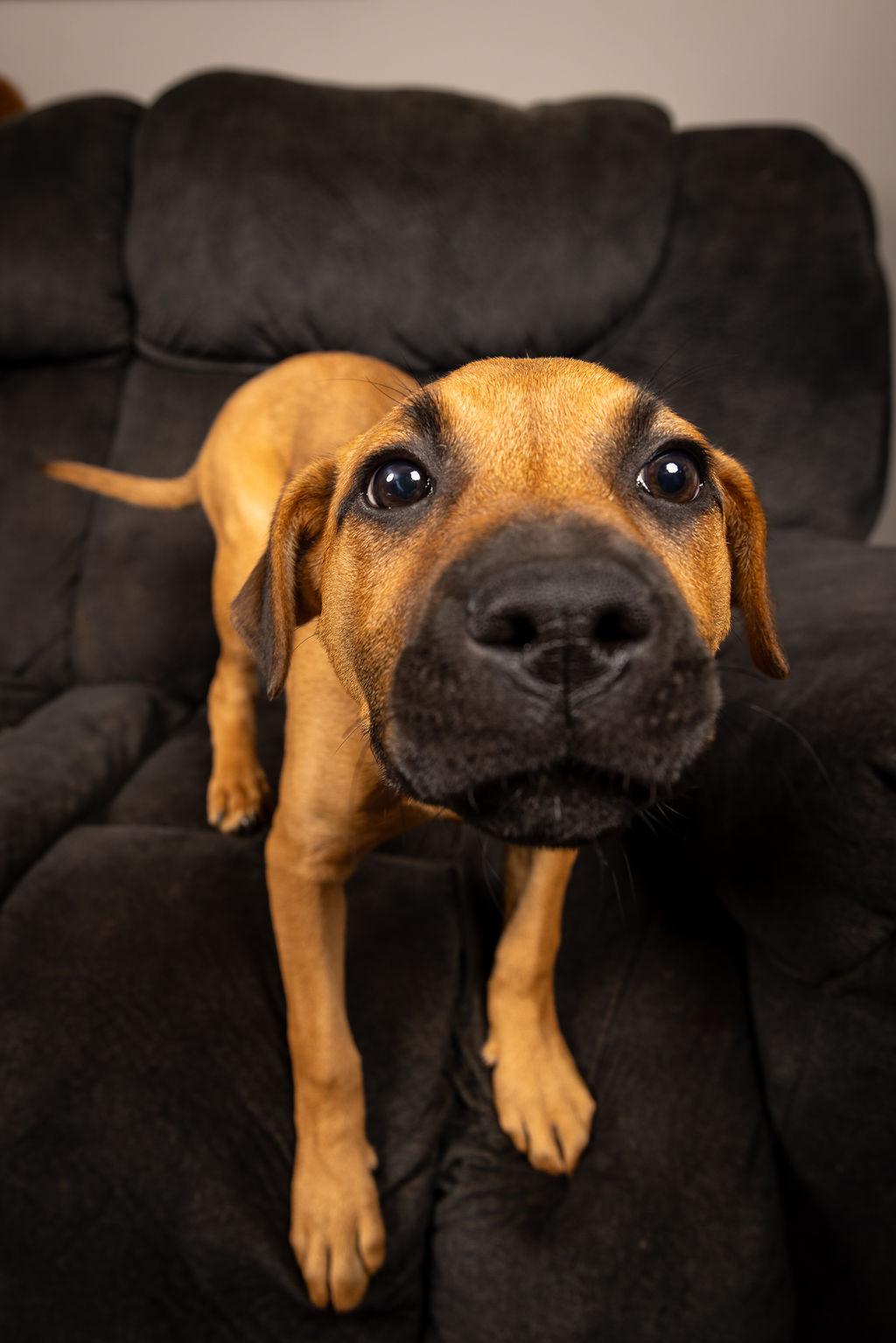 Enlarge Daisy, a ADOPTABLE mixed breed in Concord, NC image 5/6