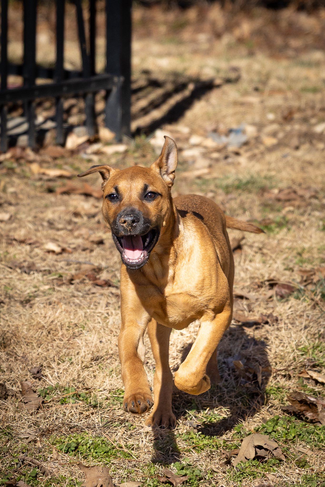 Enlarge Daisy, a ADOPTABLE mixed breed in Concord, NC image 4/6