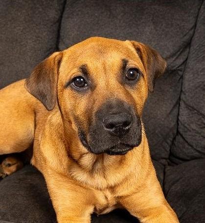 Enlarge Daisy, a ADOPTABLE mixed breed in Concord, NC image 3/6