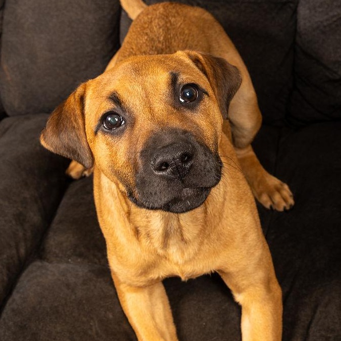 Enlarge Daisy, a ADOPTABLE mixed breed in Concord, NC image 1/6