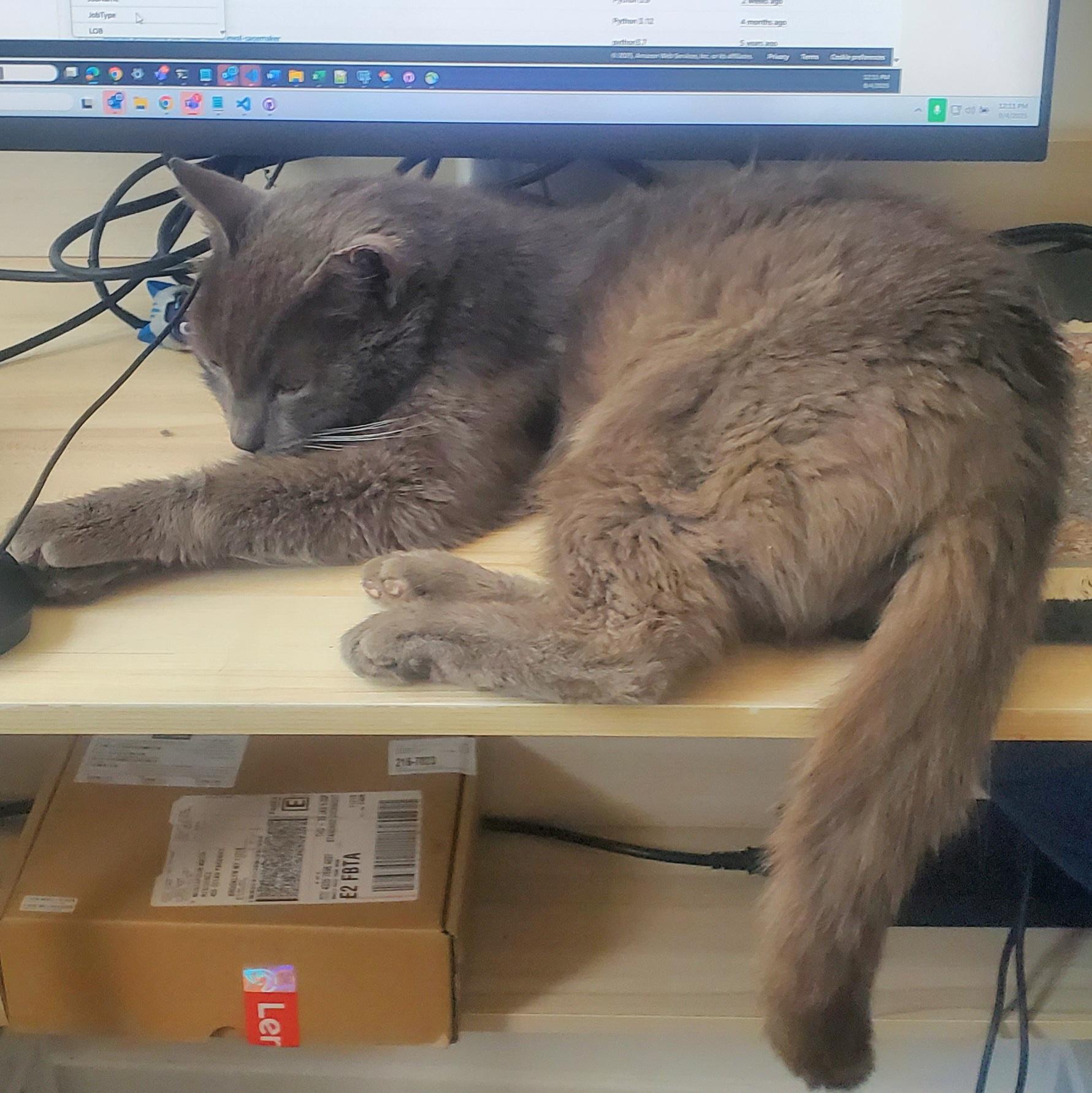 Earl Gray, Adoptable, Adult Male Domestic Medium Hair.