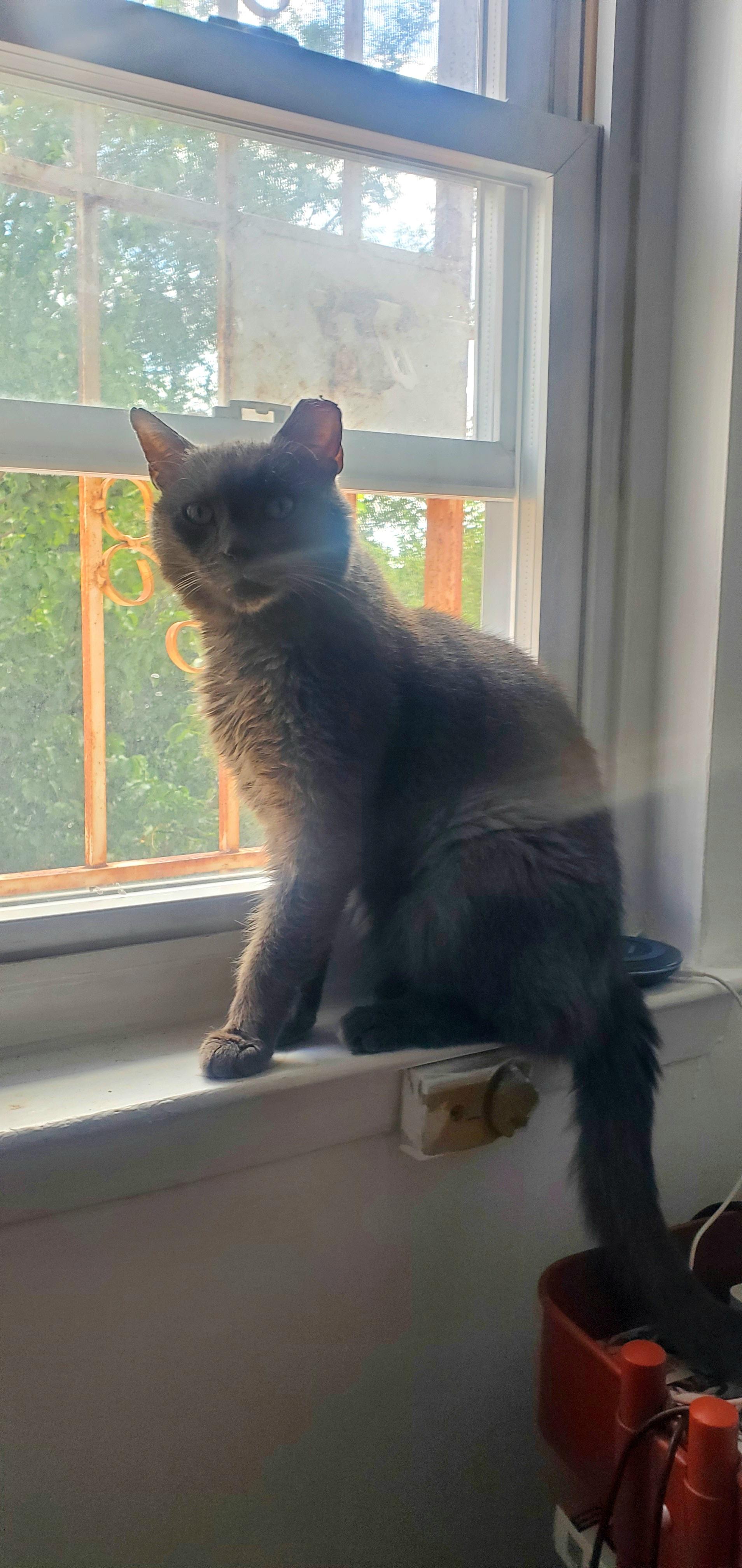 Enlarge Earl Gray, a Adoptable Domestic Medium Hair in Brooklyn, NY image 2/3