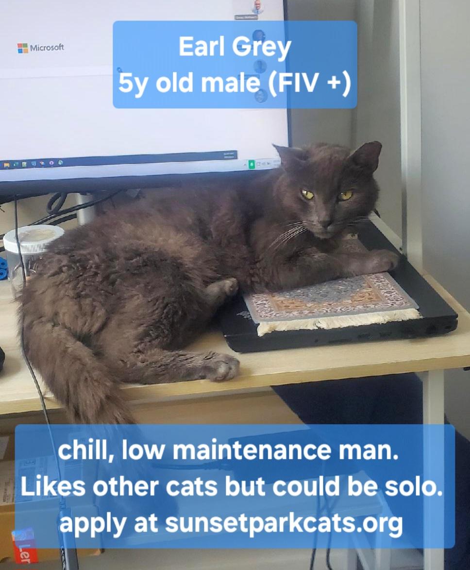 Enlarge Earl Gray, a Adoptable Domestic Medium Hair in Brooklyn, NY image 3/3