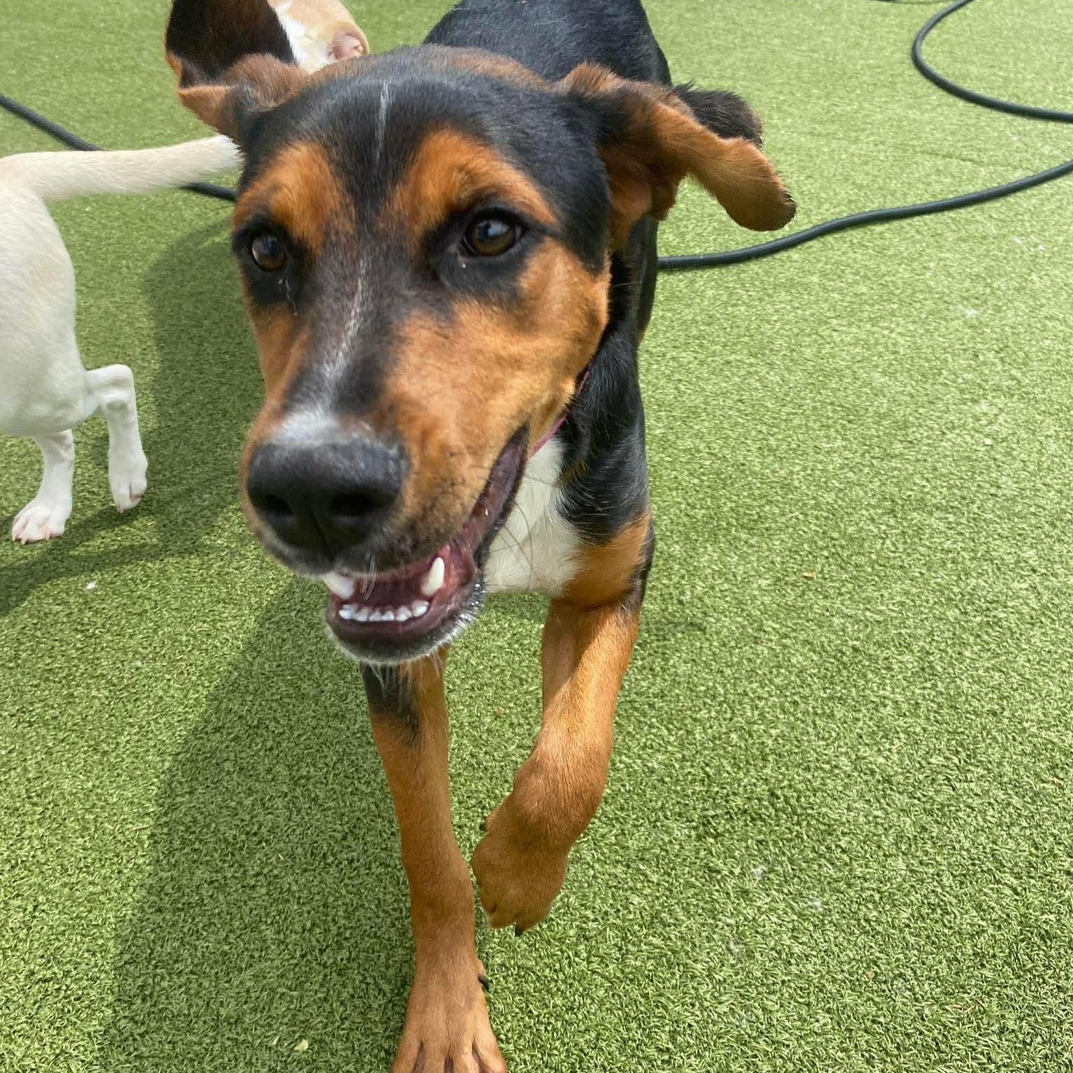MESSI, a ADOPTABLE mixed breed in Stamford, CT image 2/6