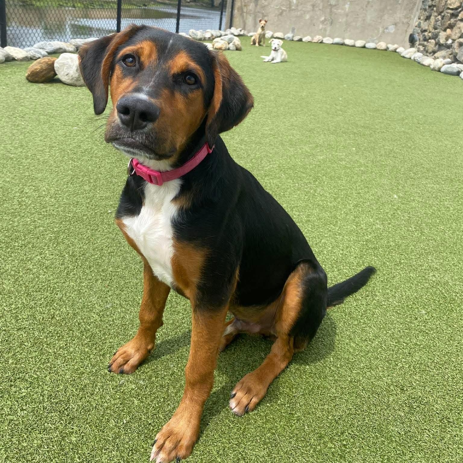 MESSI, ADOPTABLE, Puppy Male Mixed Breed.