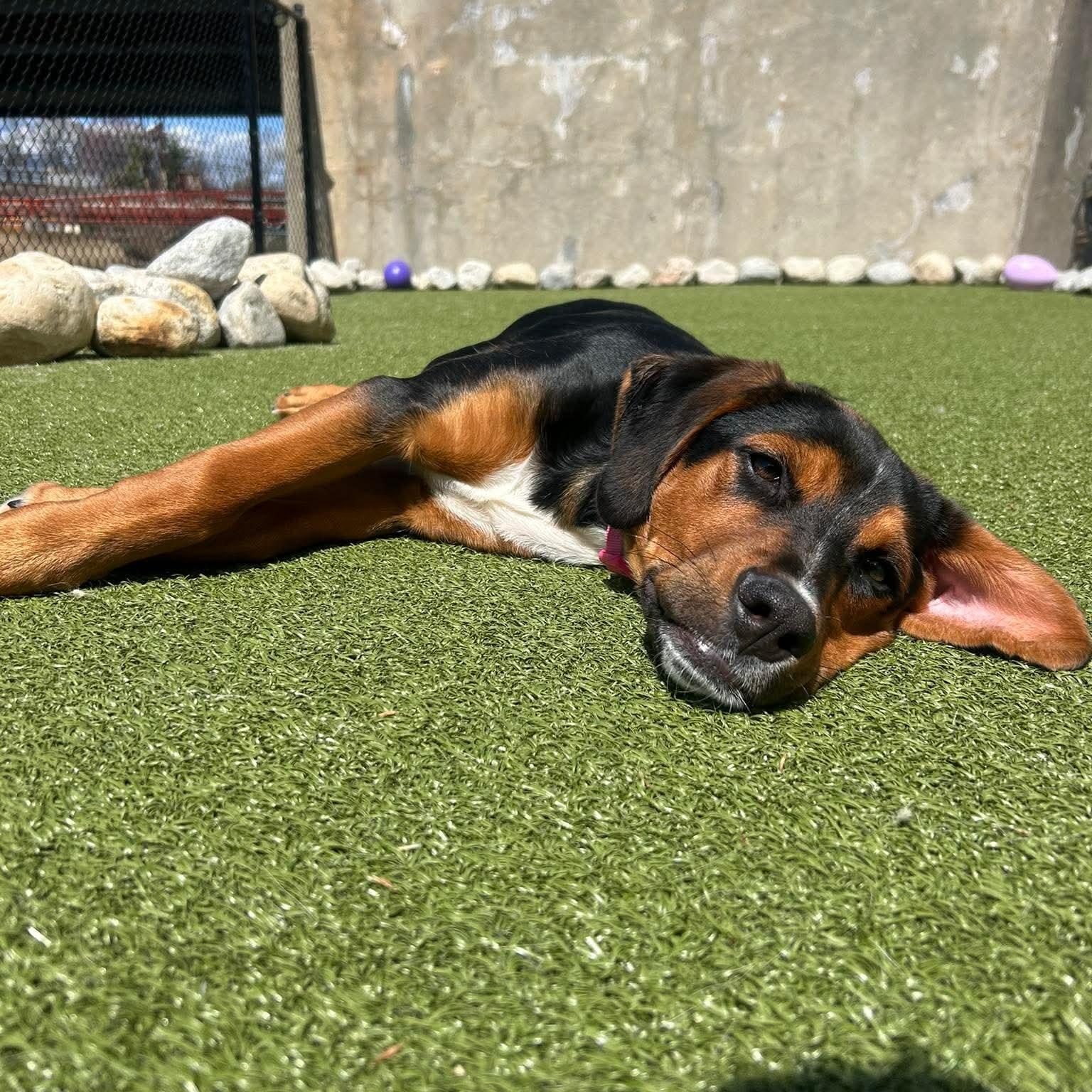 MESSI, a ADOPTABLE mixed breed in Stamford, CT image 5/6