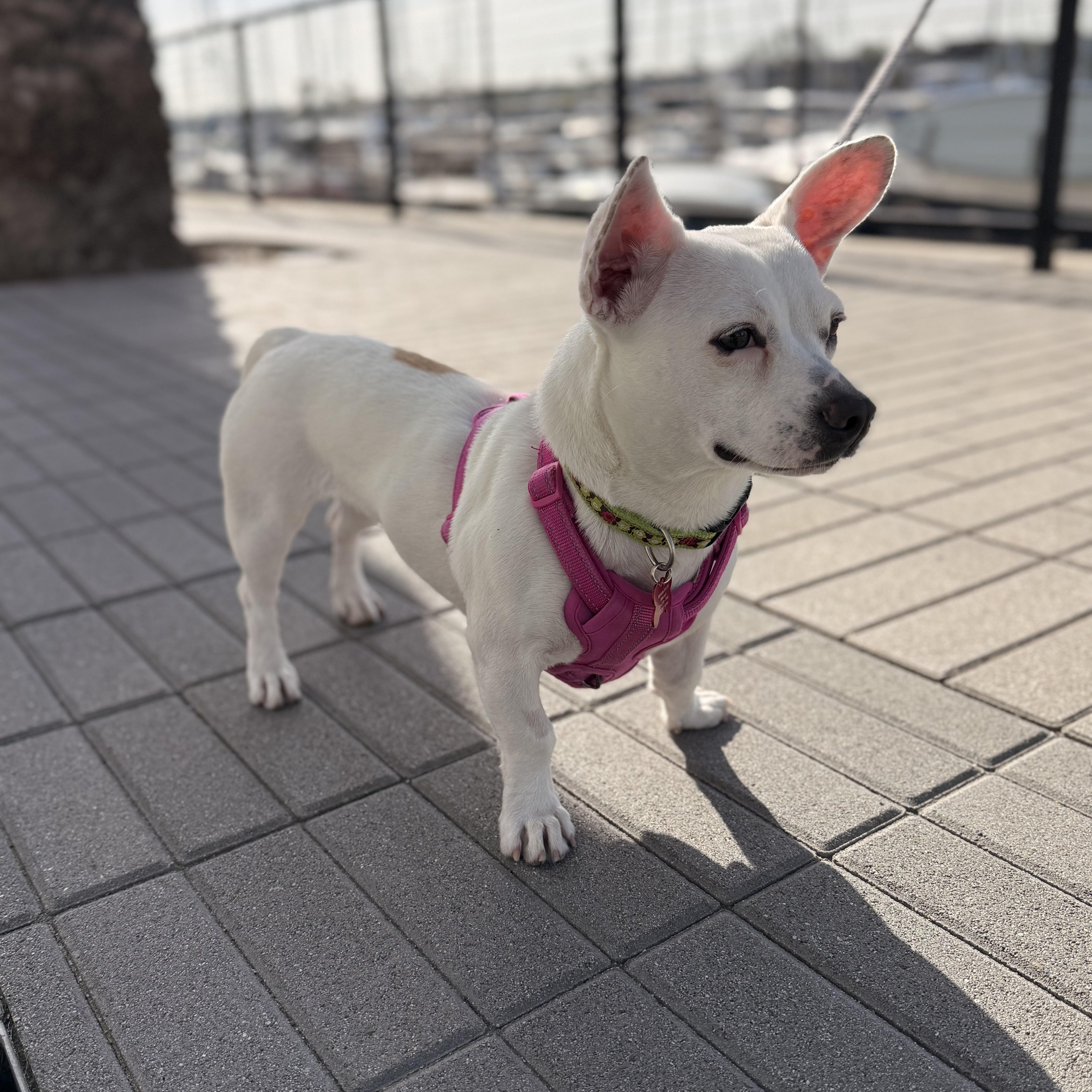 Enlarge Dottie, a ADOPTABLE mixed breed in Long Beach, CA image 1/6