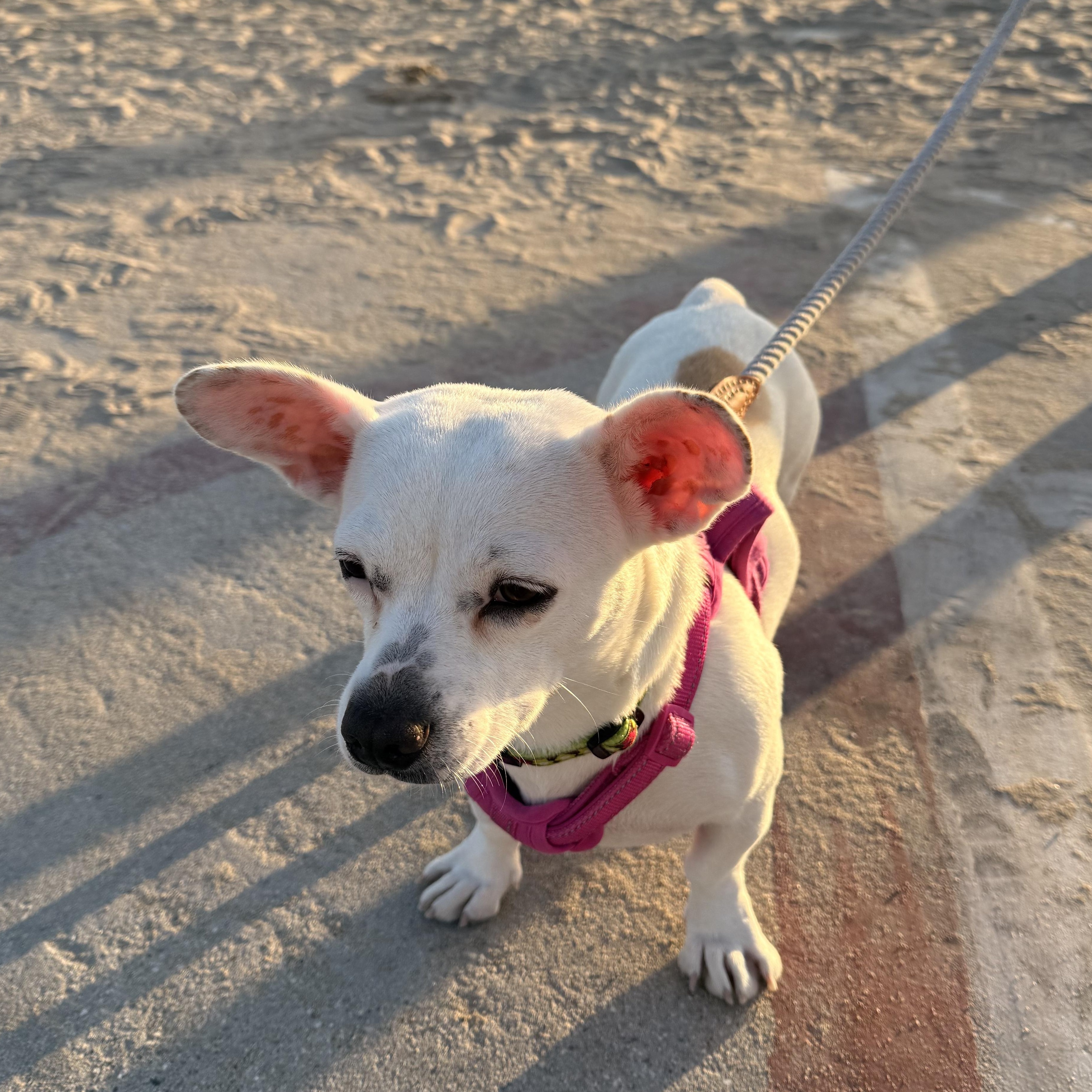 Enlarge Dottie, a ADOPTABLE mixed breed in Long Beach, CA image 5/6