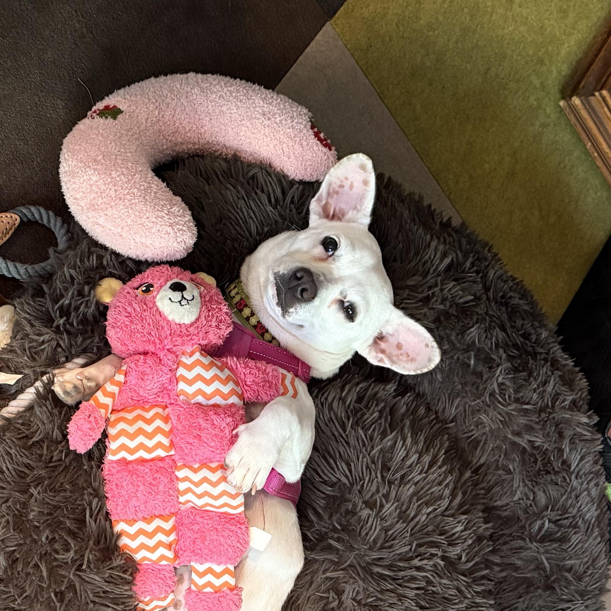 Enlarge Dottie, a ADOPTABLE mixed breed in Long Beach, CA image 2/6