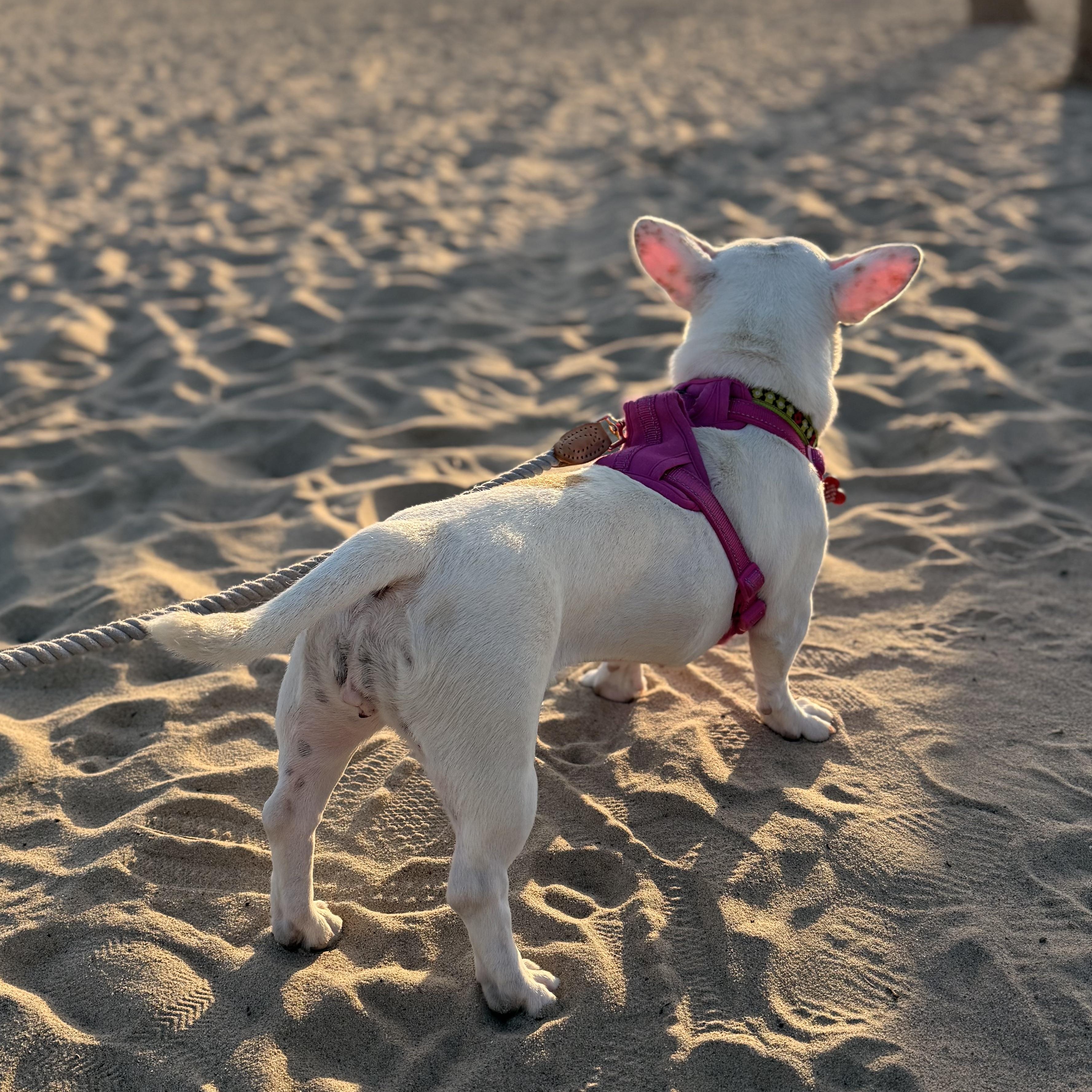 Enlarge Dottie, a ADOPTABLE mixed breed in Long Beach, CA image 3/6