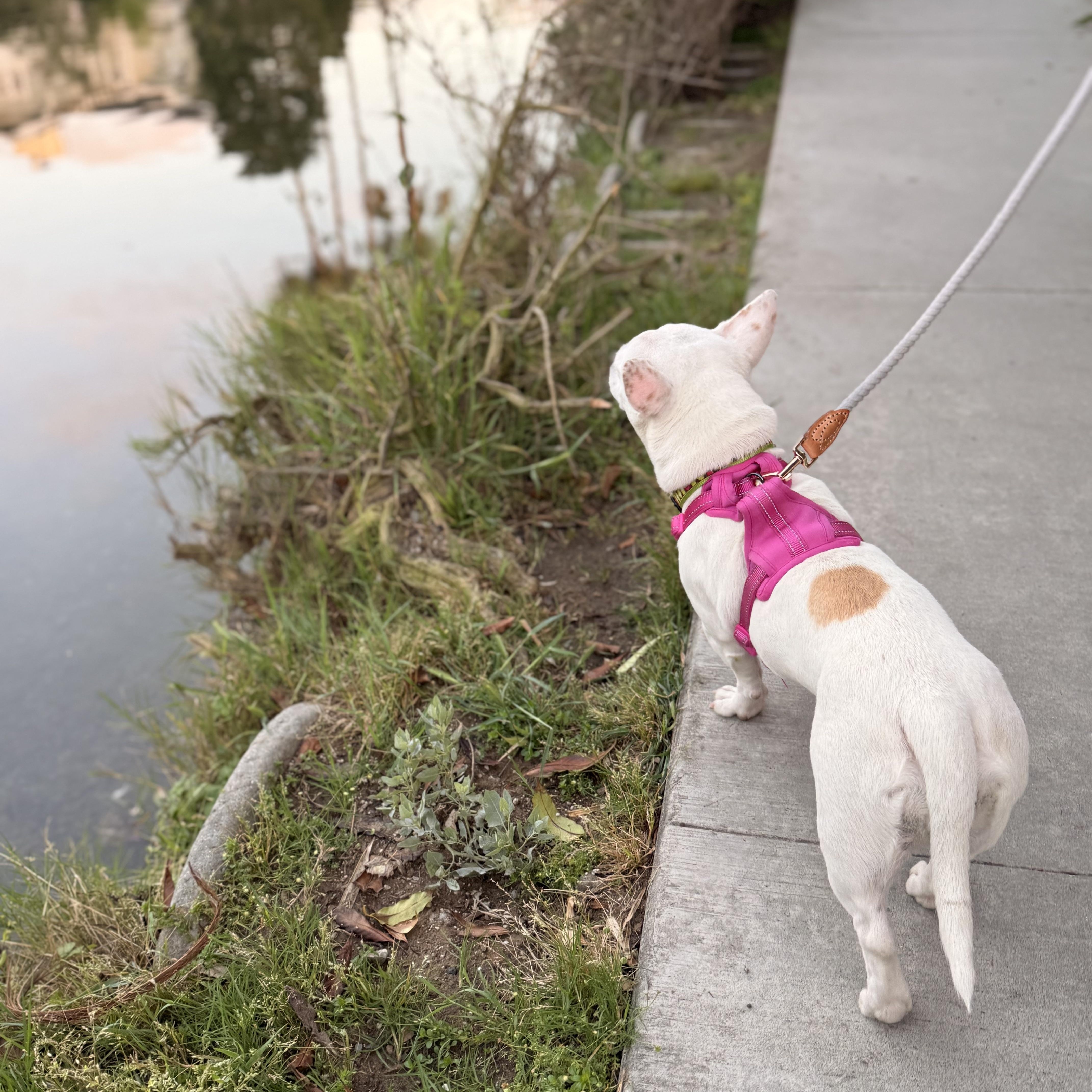 Enlarge Dottie, a ADOPTABLE mixed breed in Long Beach, CA image 4/6