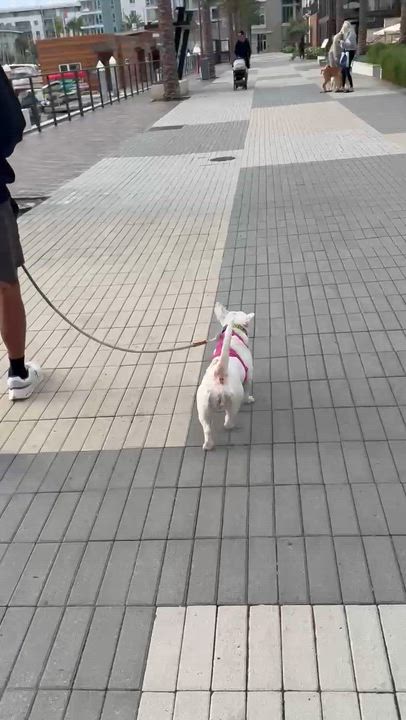 Enlarge Dottie, a ADOPTABLE mixed breed in Long Beach, CA video 6/6