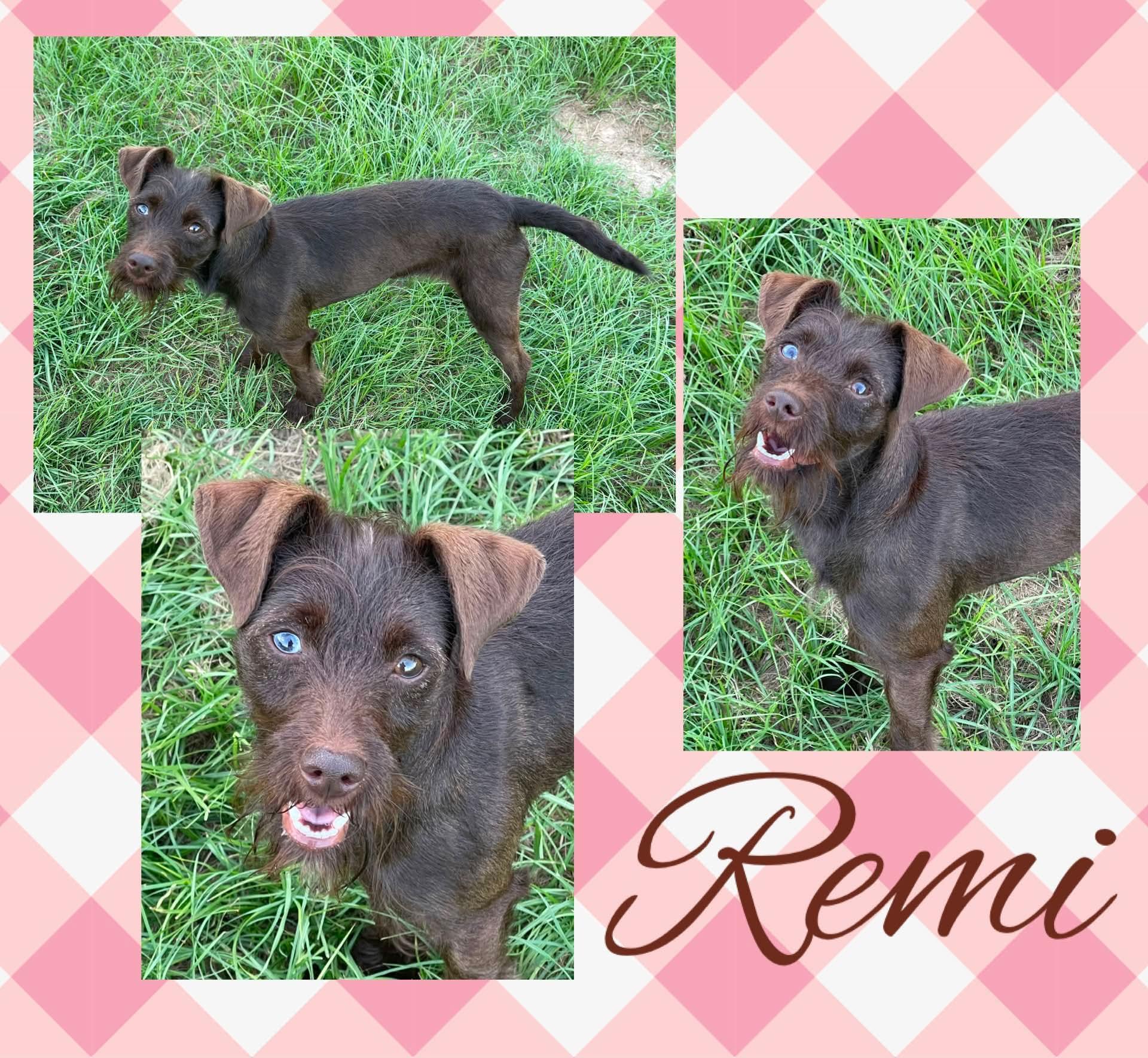 Enlarge Remi, a ADOPTABLE mixed breed in Longview, TX image 1/1