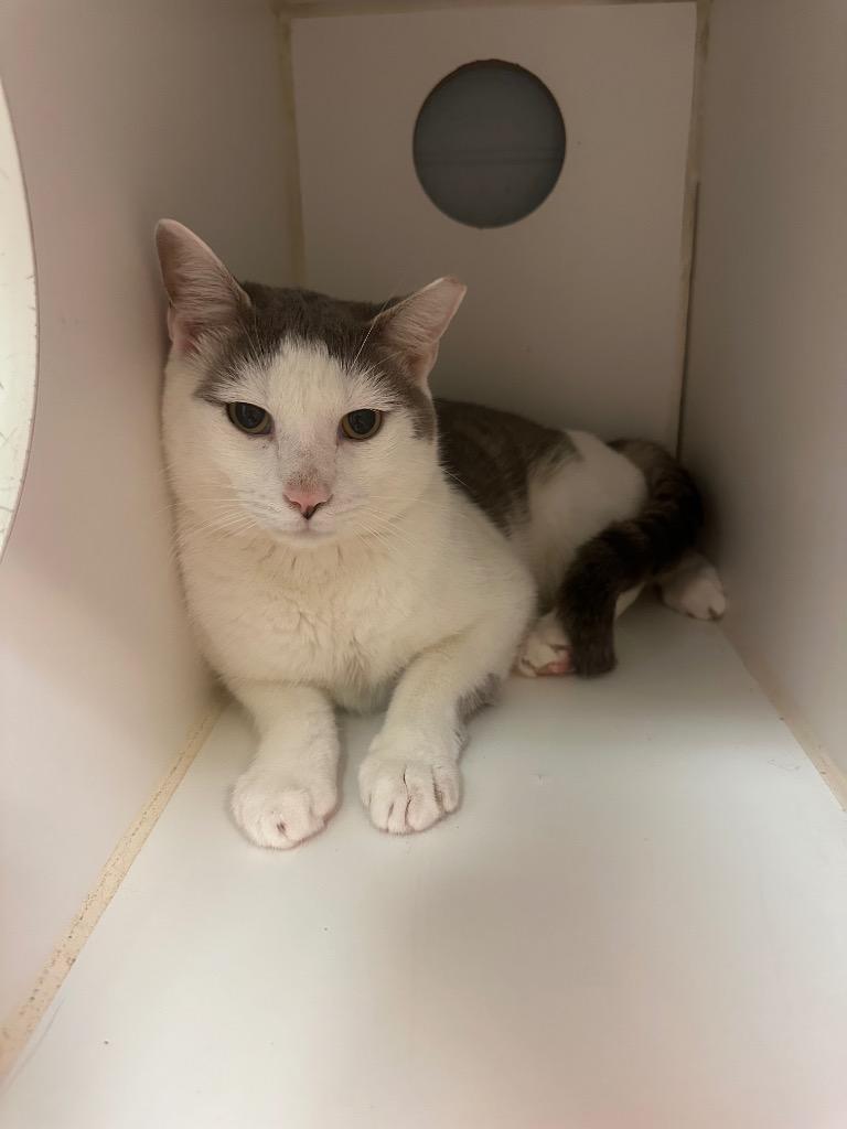 Slate (N. Roan), Adoptable, Young Male Domestic Short Hair.