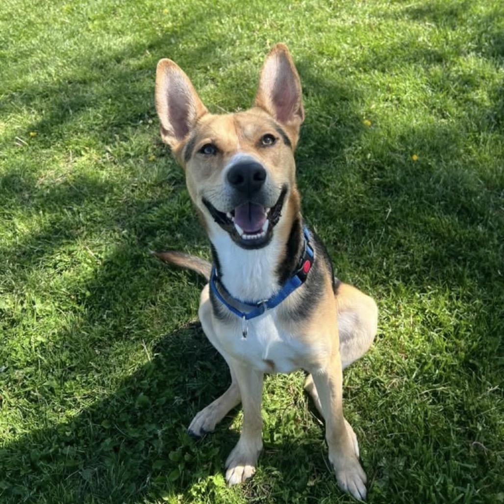 Sampson, Adoptable, Adult Male Shepherd & Mixed Breed.