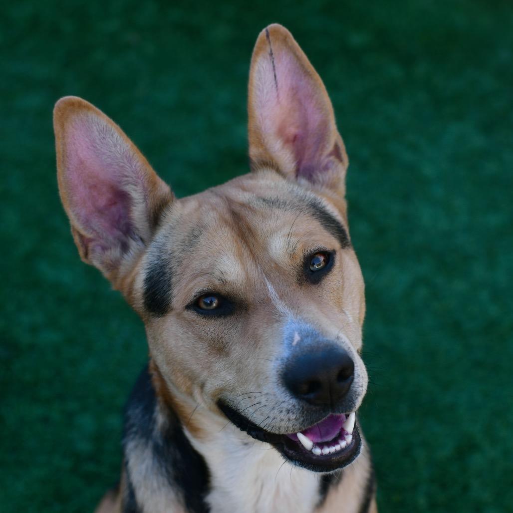 Enlarge Sampson, a Adoptable Mixed Breed in Ottawa, KS image 1/2