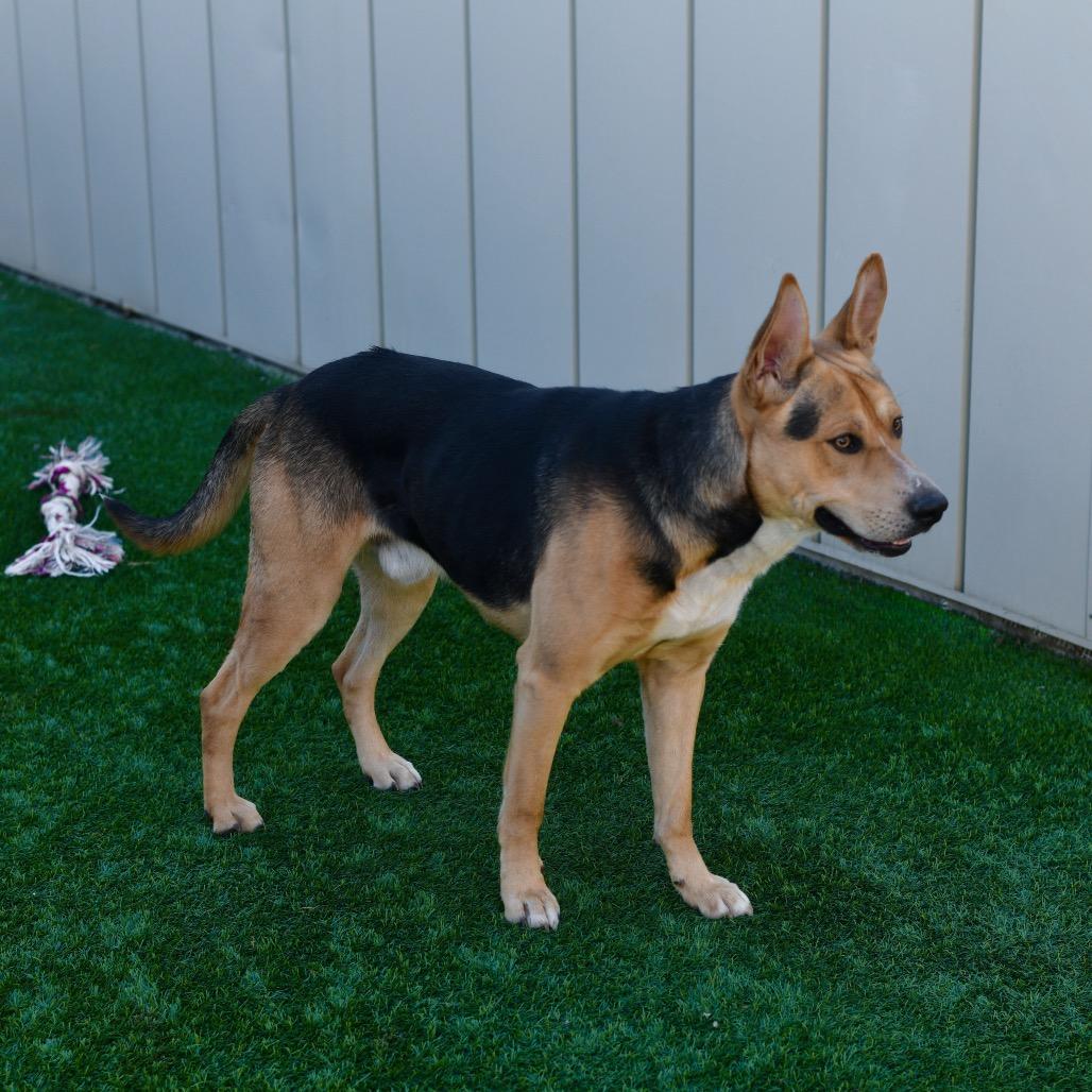 Enlarge Sampson, a Adoptable Mixed Breed in Ottawa, KS image 2/2