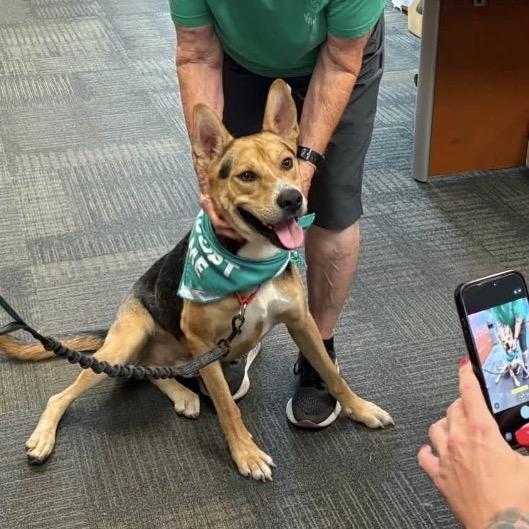 Enlarge Sampson, a Adoptable mixed breed in Ottawa, KS image 4/4