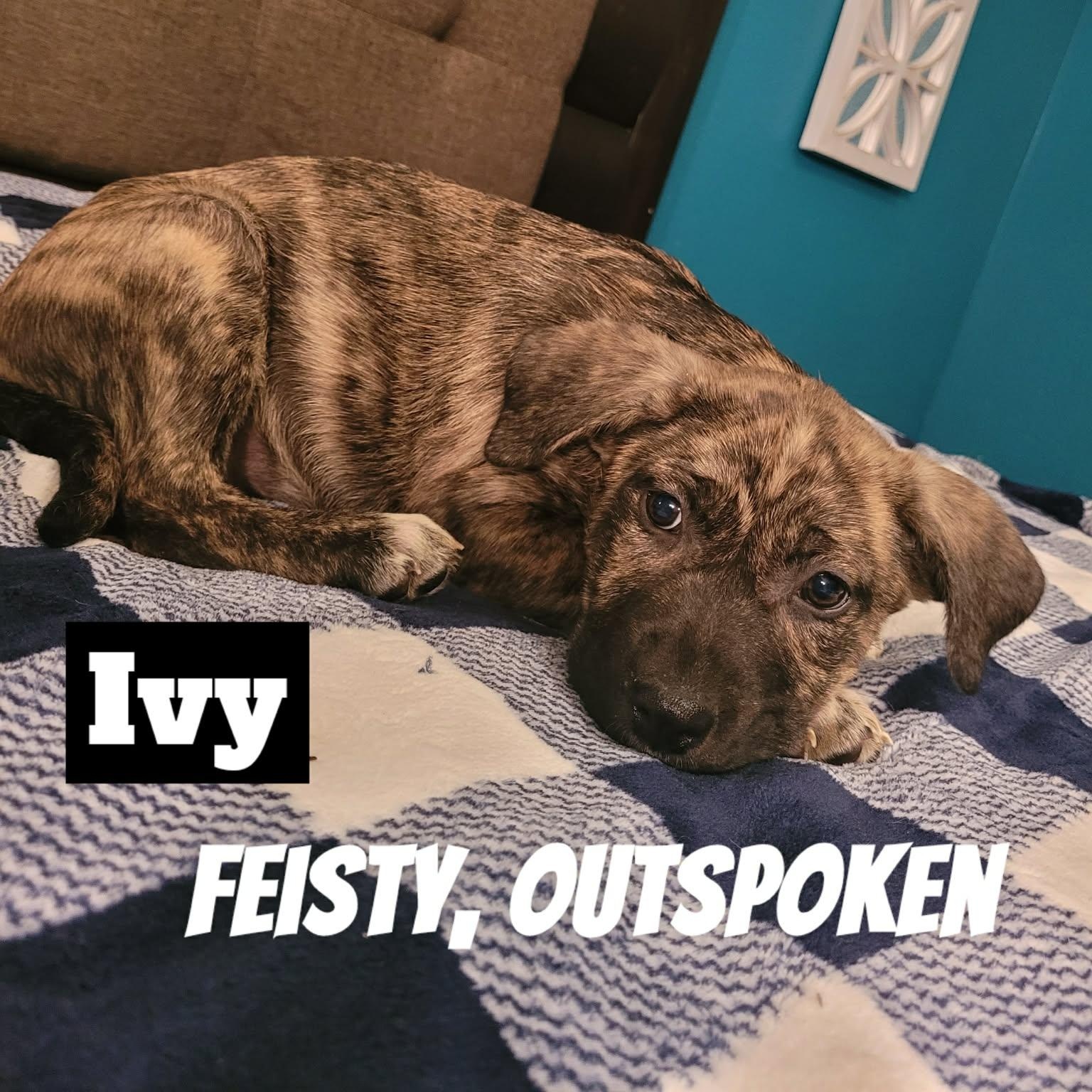 Enlarge Ivy , a Adoptable mixed breed in Ogden, UT image 2/5