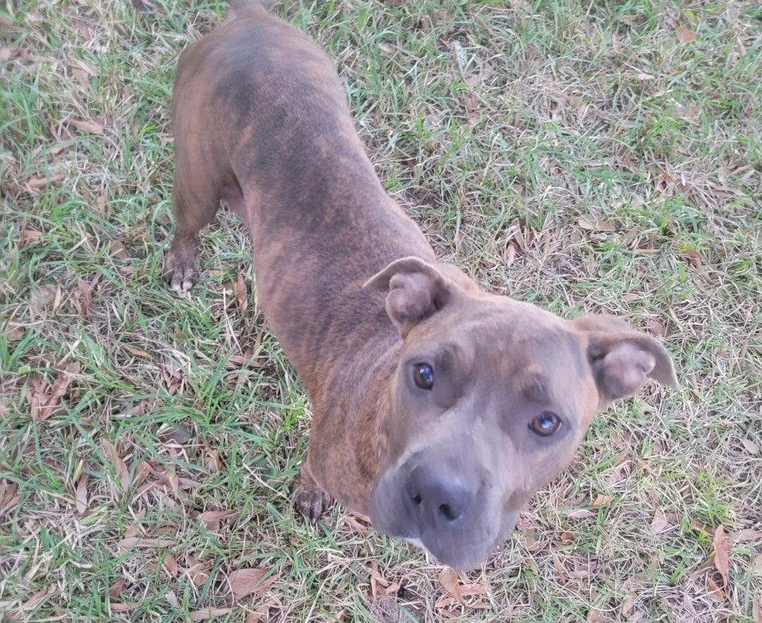 Enlarge Ivy , a Adoptable mixed breed in Ogden, UT image 5/5