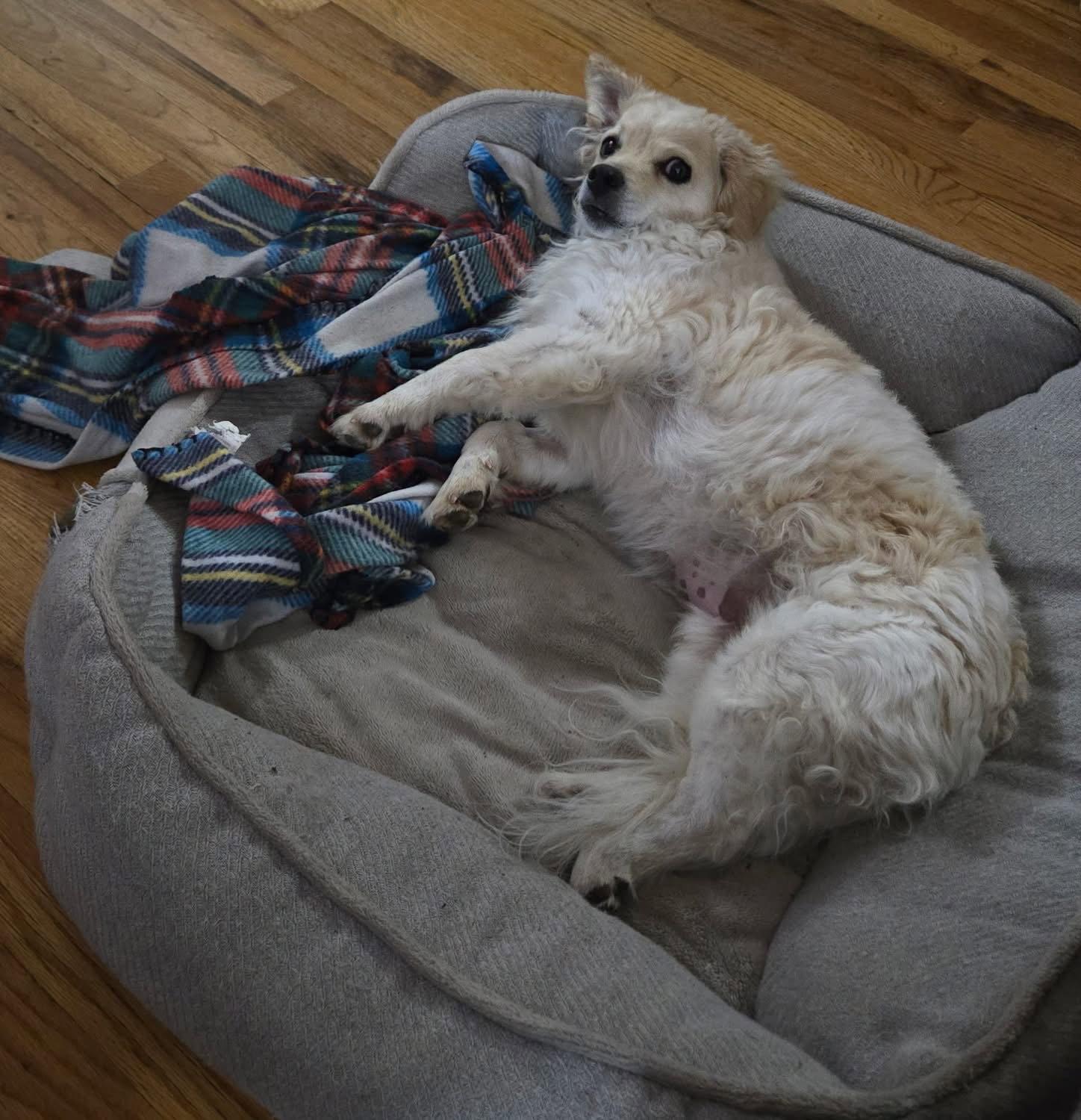 Enlarge Chocko, a Adoptable mixed breed in Denver, CO image 1/3