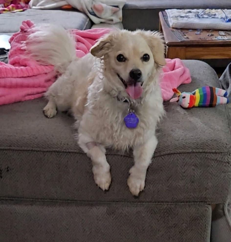 Enlarge Chocko, a Adoptable mixed breed in Denver, CO image 2/3