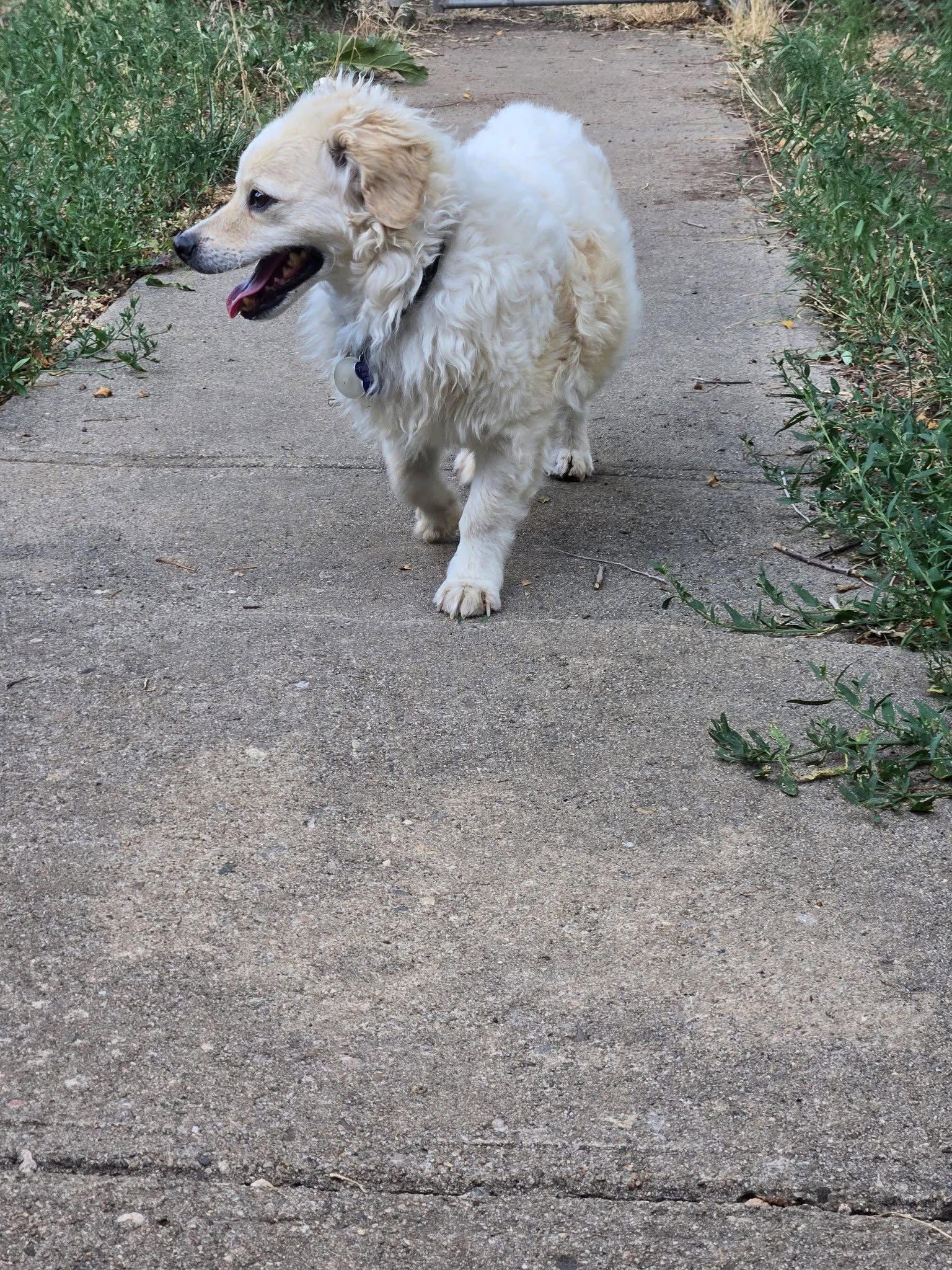 Enlarge Chocko, a Adoptable mixed breed in Denver, CO image 3/3
