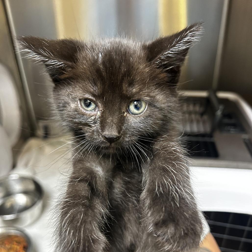 Enlarge Acorn, a Adoptable Domestic Short Hair in Winston-Salem, NC image 1/1