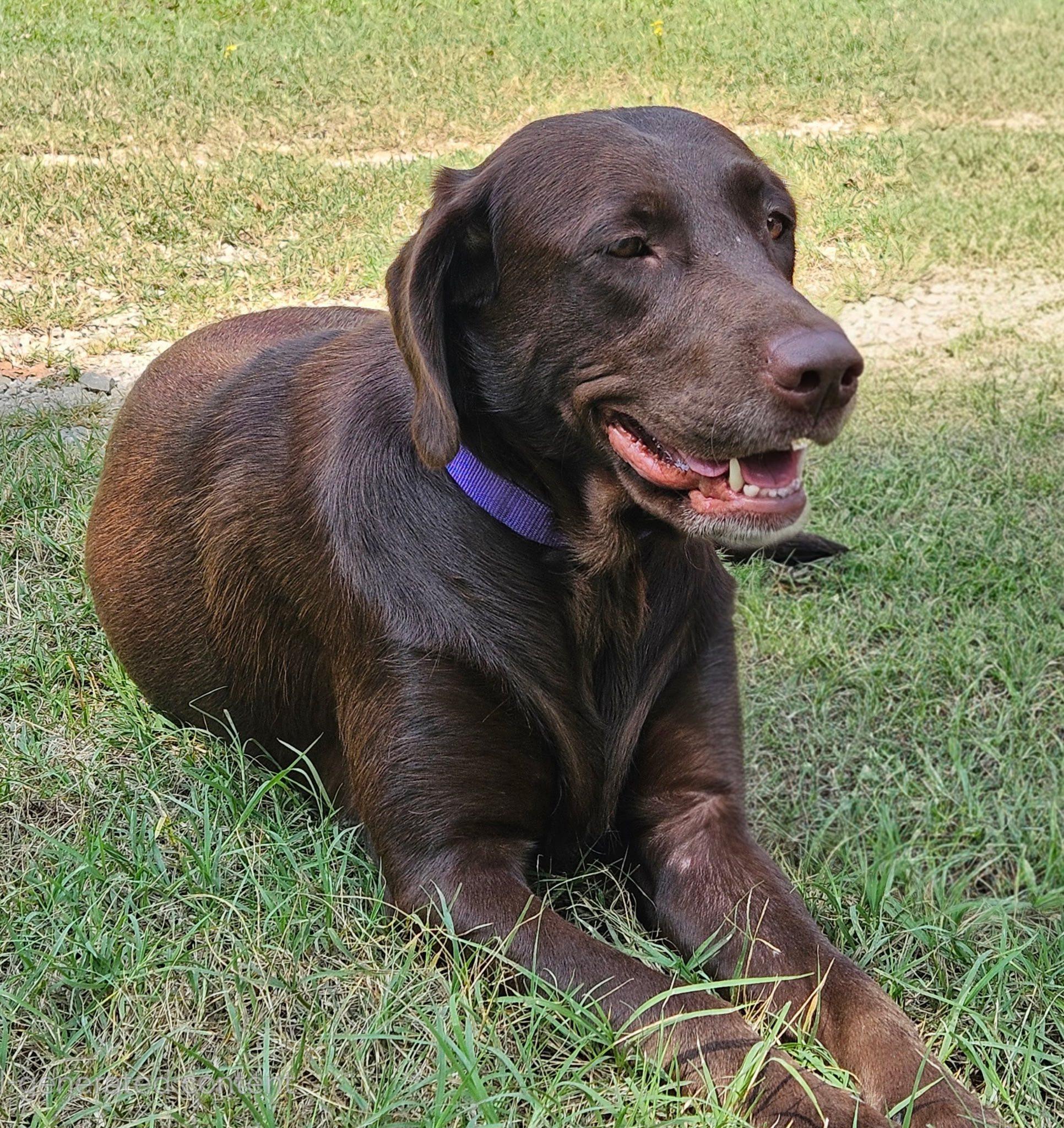 Enlarge Ruby, a Adopted Chocolate Labrador Retriever in Cleveland, OK image 1/1