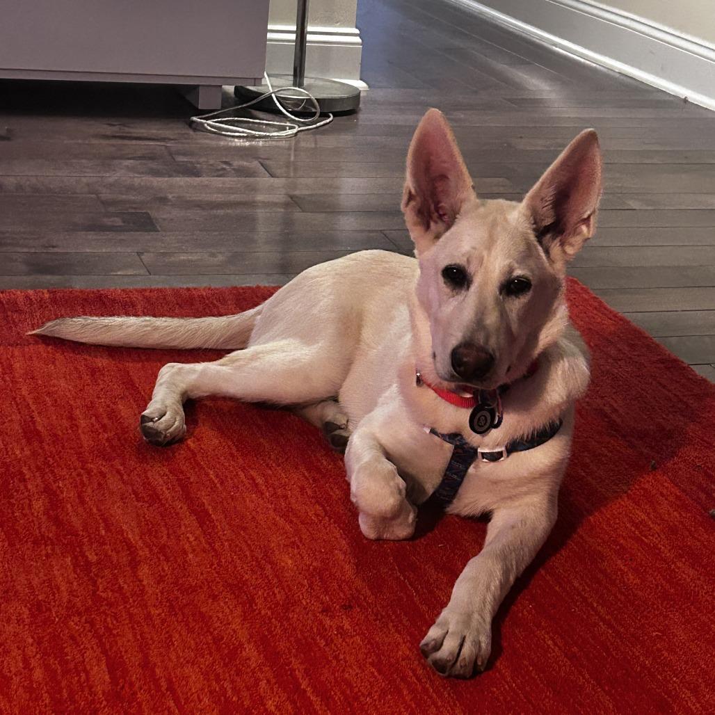 Enlarge Tulip, a Adoptable mixed breed in Brooklyn, NY image 1/6