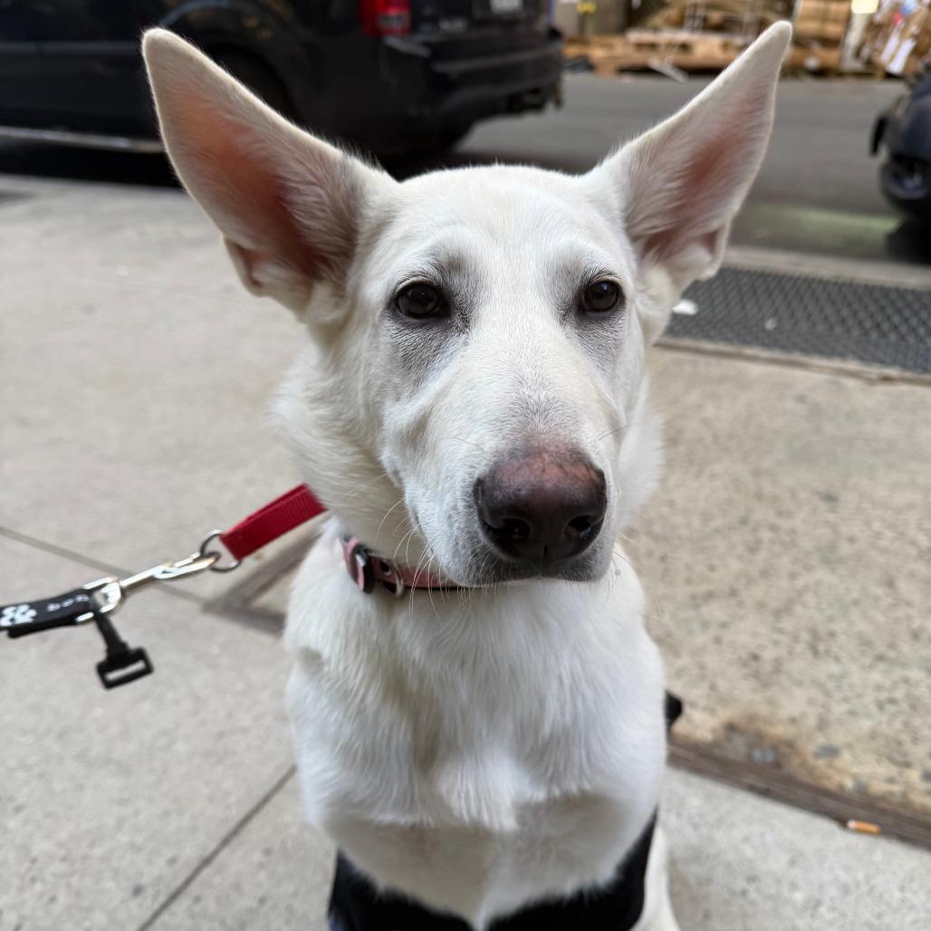 Tulip, Adoptable, Young Female German Shepherd Dog & Husky.