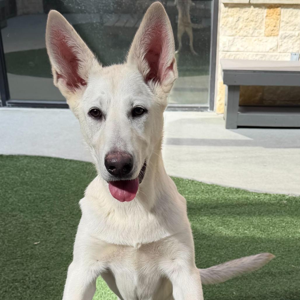 Enlarge Tulip, a Adoptable mixed breed in Brooklyn, NY image 3/6