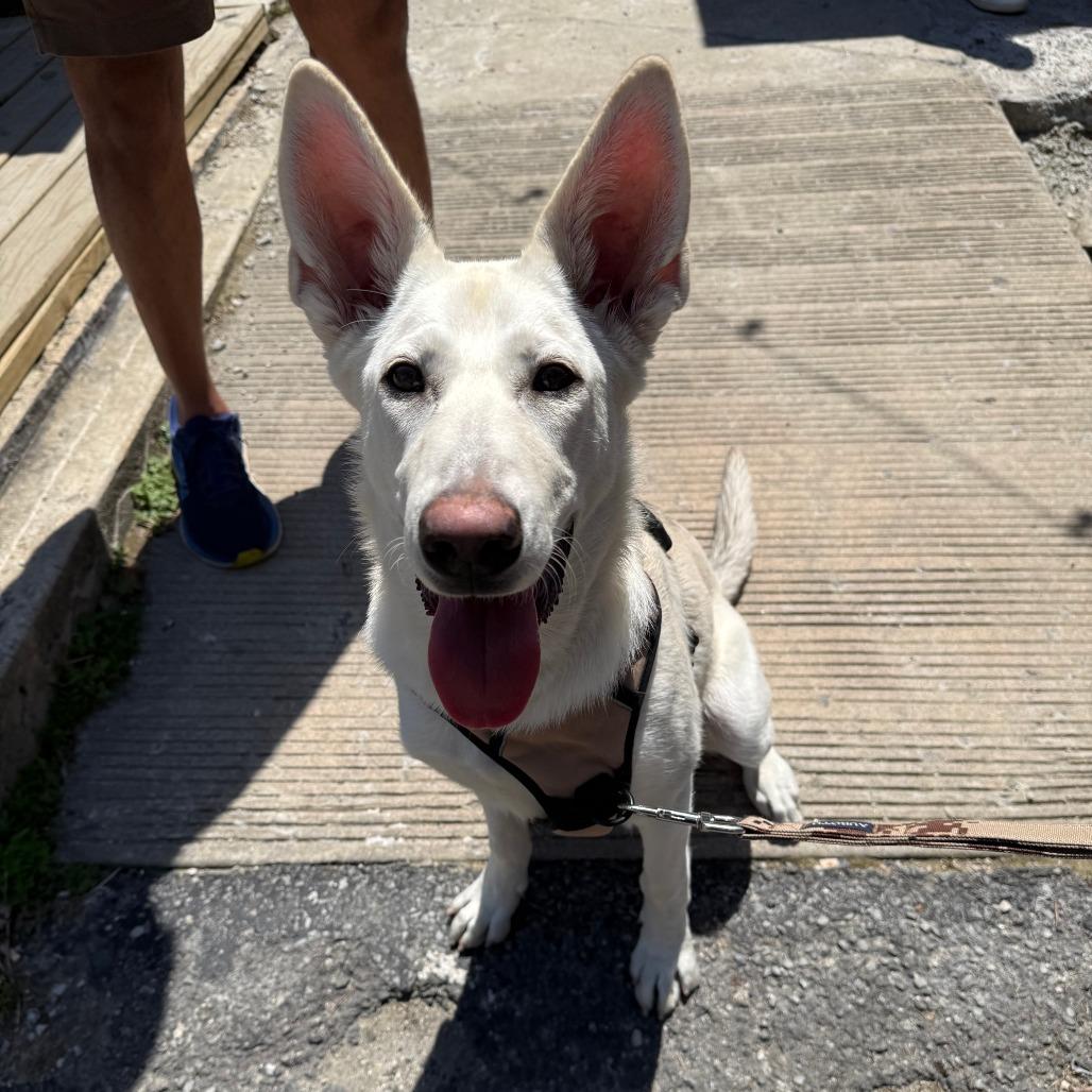 Tulip, a Adoptable mixed breed in YONKERS, NY image 2/6