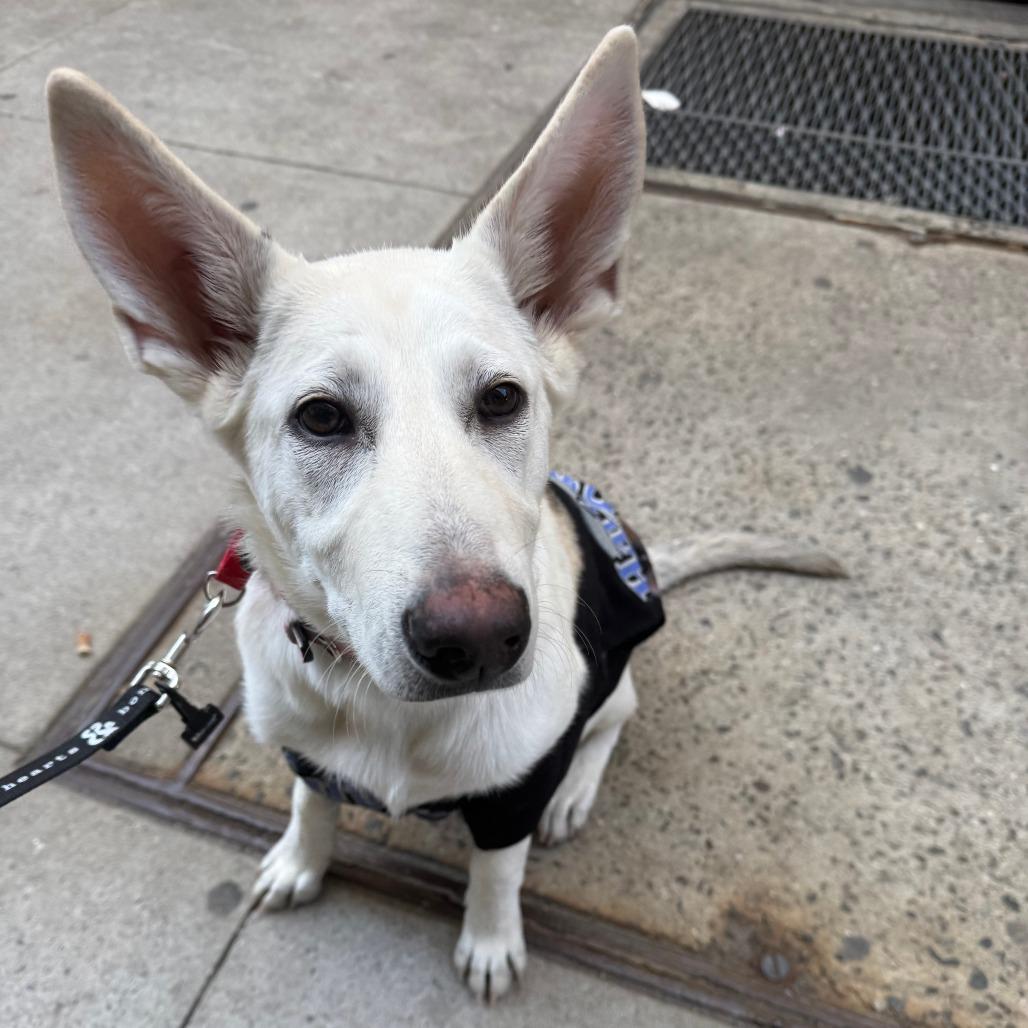 Enlarge Tulip, a Adoptable mixed breed in Brooklyn, NY image 4/6