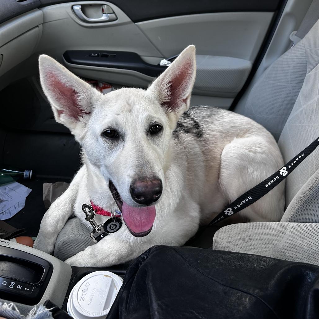 Enlarge Tulip, a Adoptable mixed breed in Brooklyn, NY image 5/6