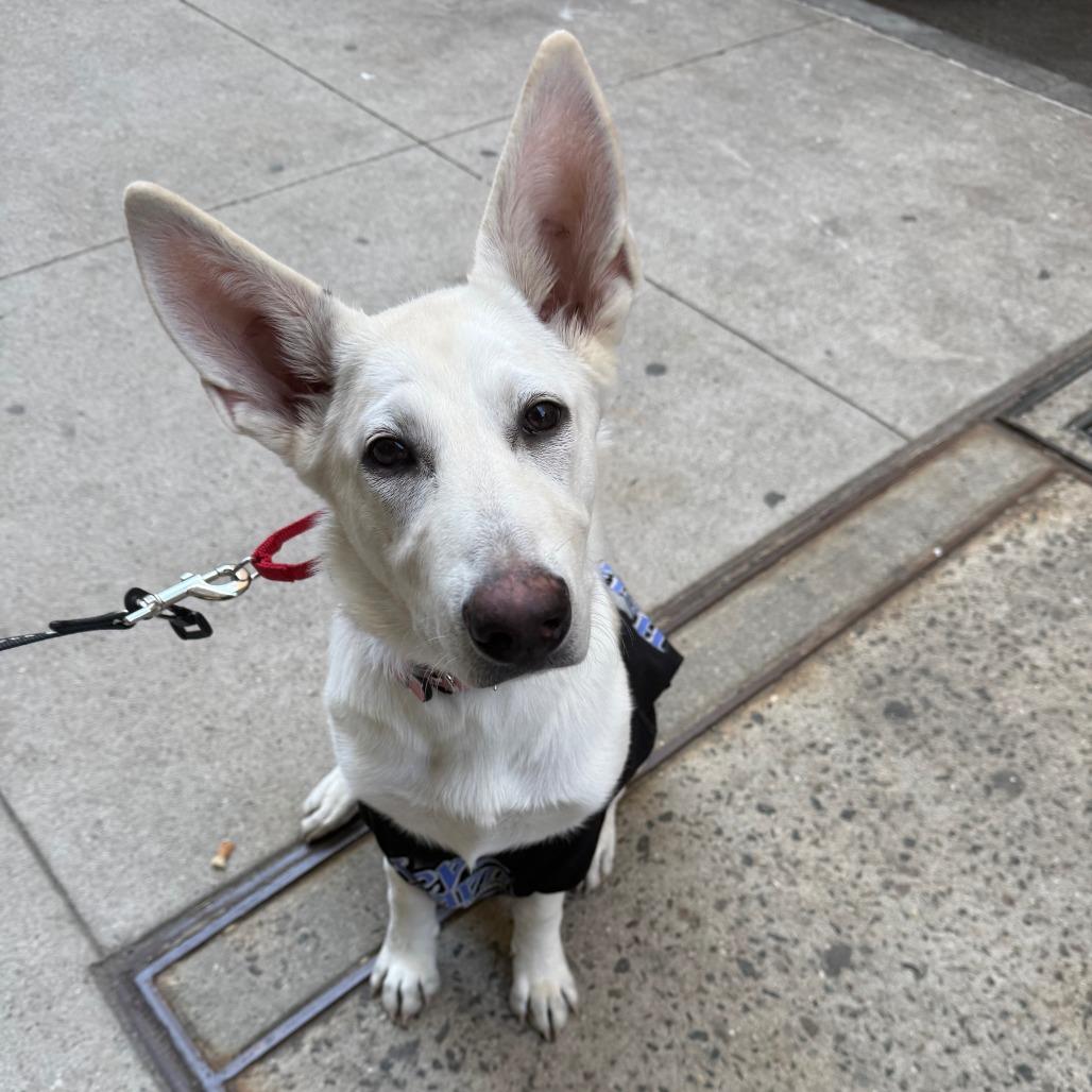 Enlarge Tulip, a Adoptable mixed breed in Brooklyn, NY image 6/6