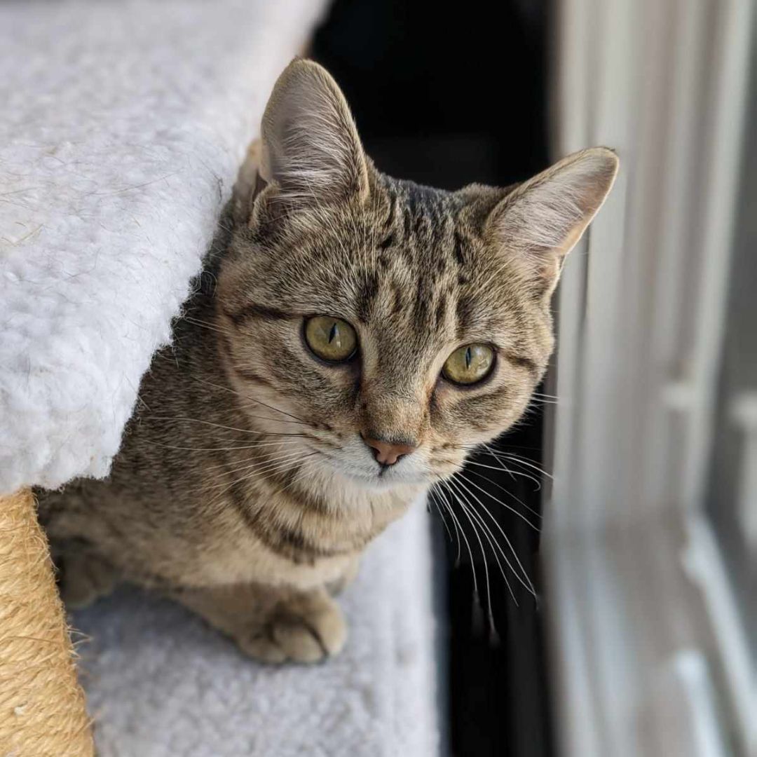 Mabel, Adult Female Domestic Short Hair